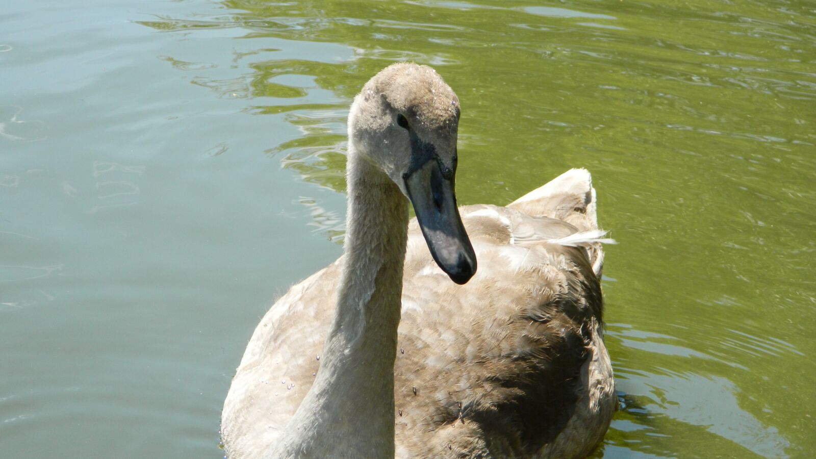 Nikon Coolpix L120 sample photo. Swan, white, water bird photography