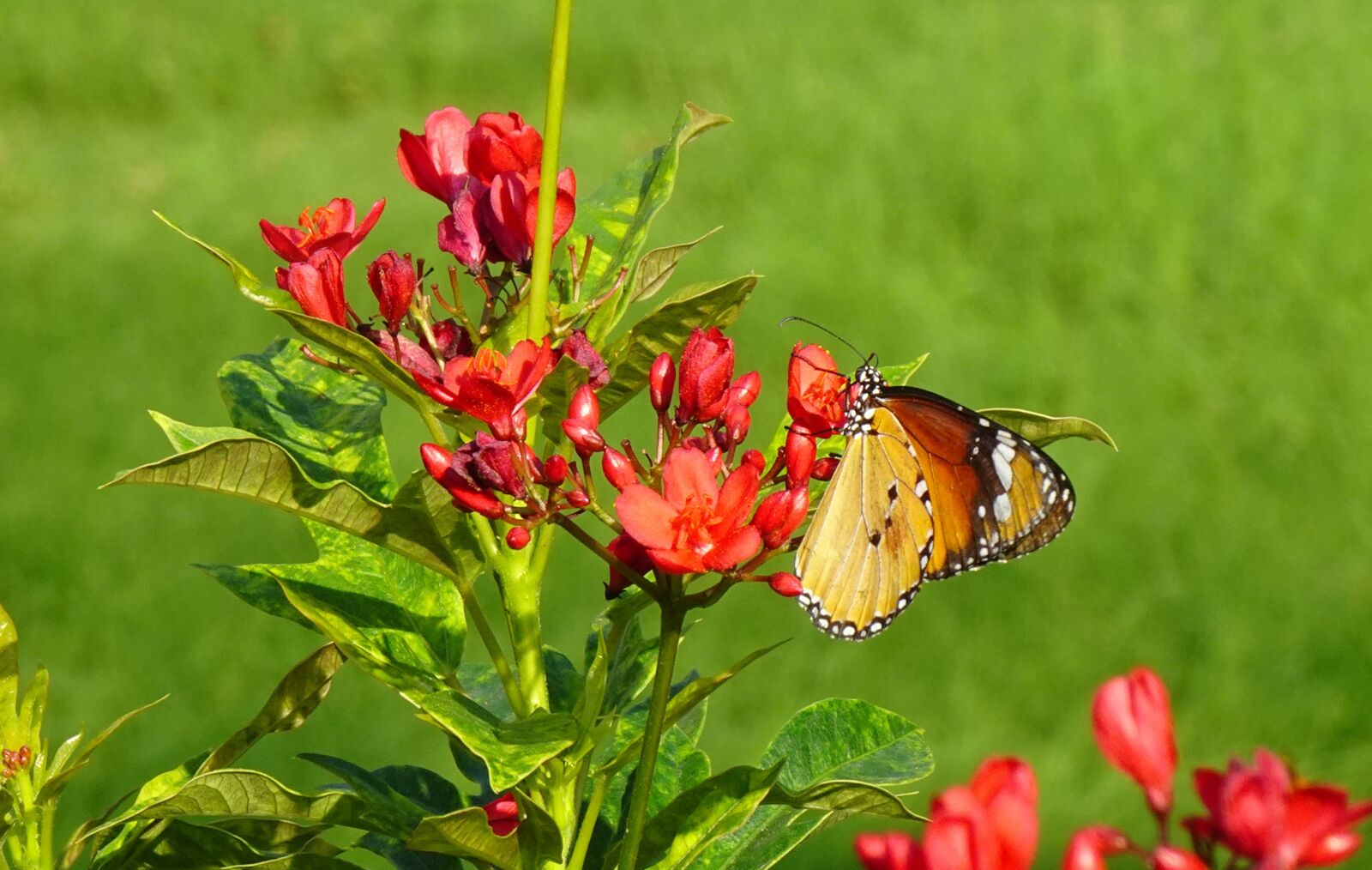 Sony DSC-WX800 sample photo. Butterfly, plain tiger, insect photography