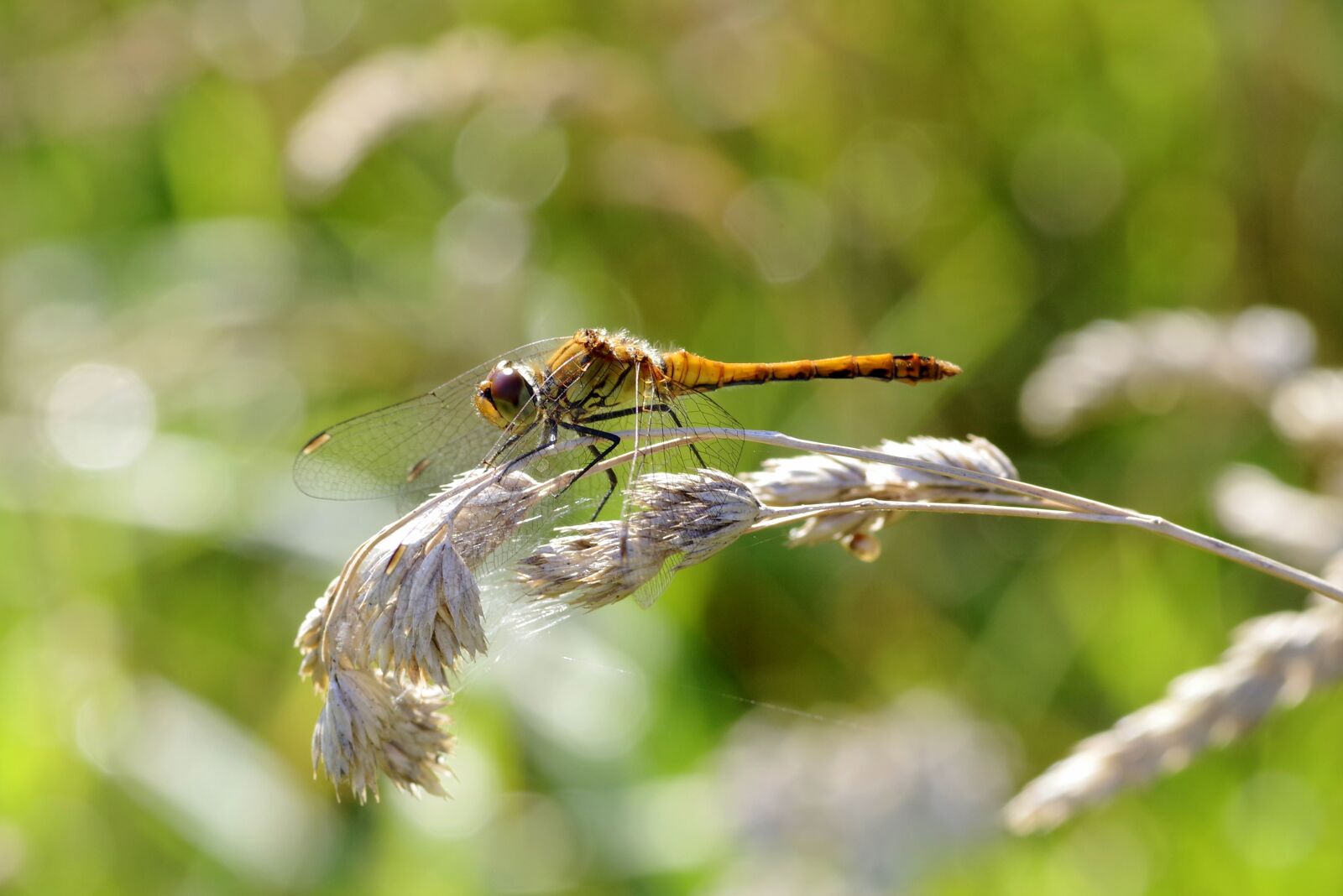 Pentax K-S2 sample photo. Ważka, insect, wings photography