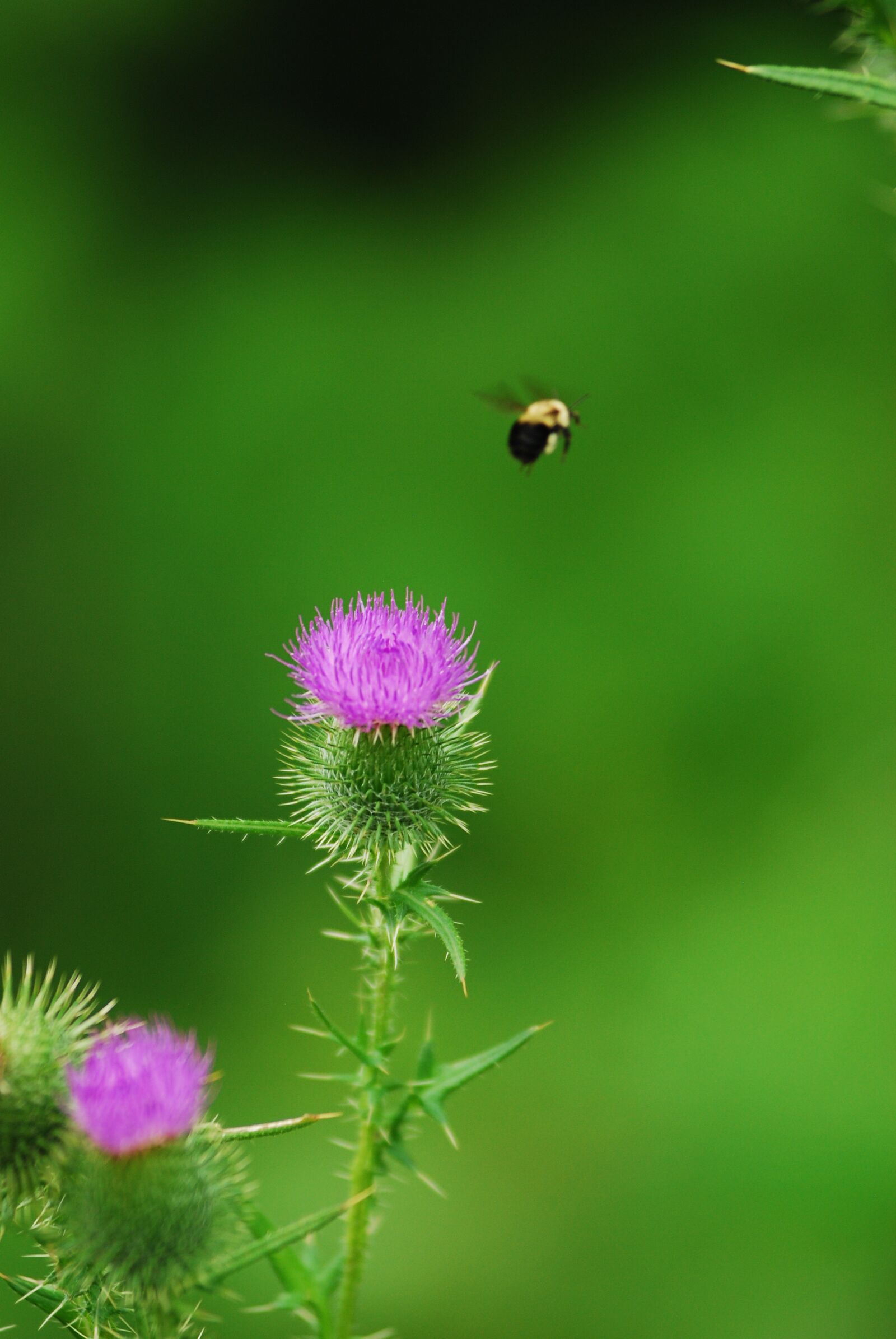 Nikon D80 sample photo. Bumblebee, thistle, nature photography