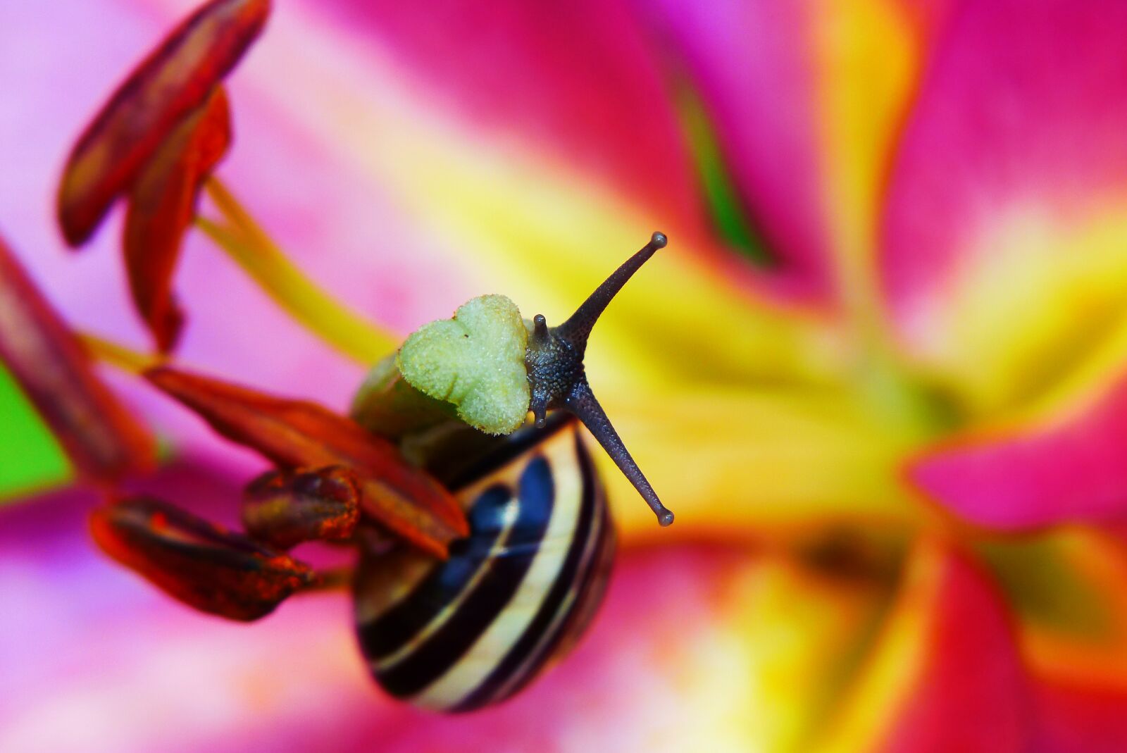 Panasonic Lumix DMC-FZ200 sample photo. Wst yk huntsman, snail photography