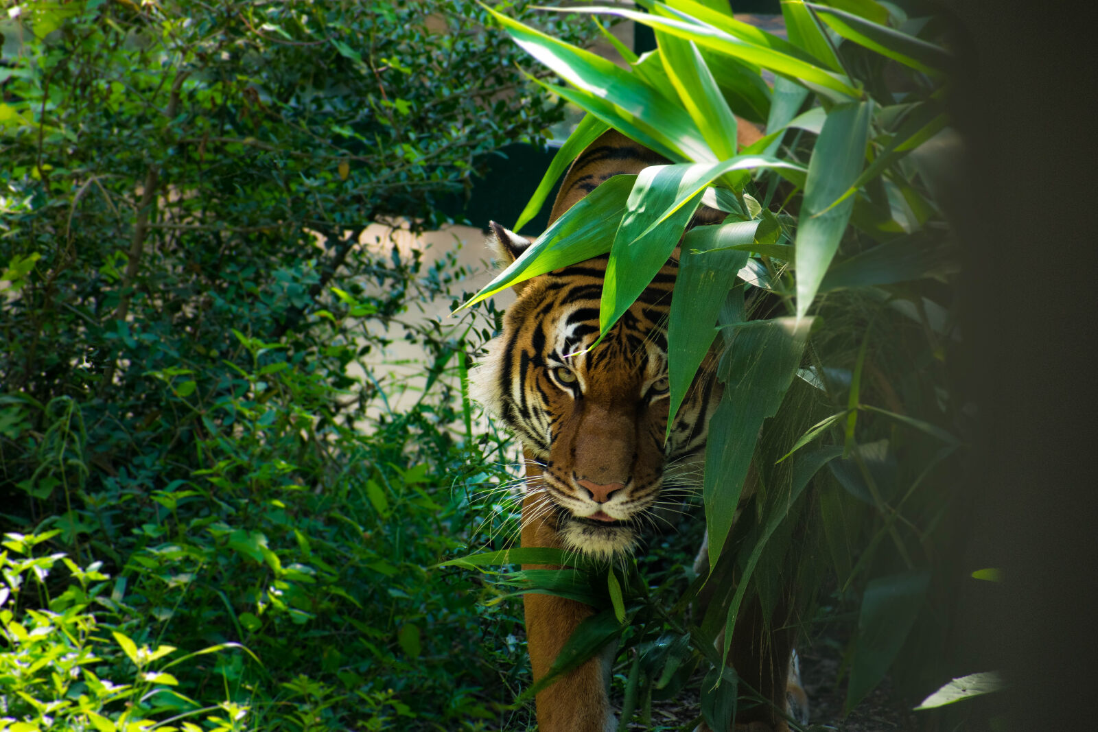 Nikon AF-P DX Nikkor 70-300mm F4.5-6.3G sample photo. Animal, jungle, tiger, wild photography