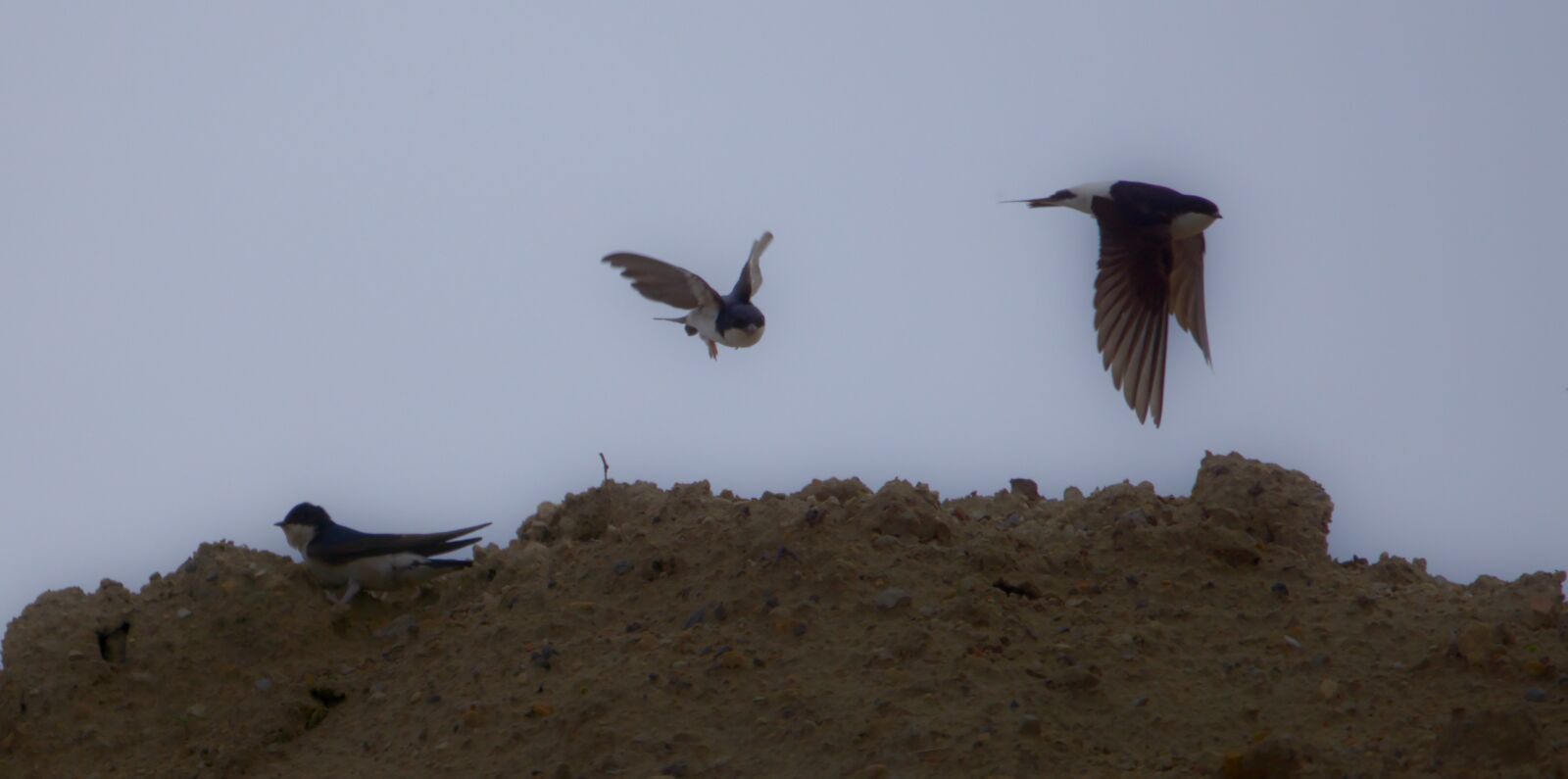 Sony a6000 + Sony FE 70-300mm F4.5-5.6 G OSS sample photo. Martin, bird, flying photography