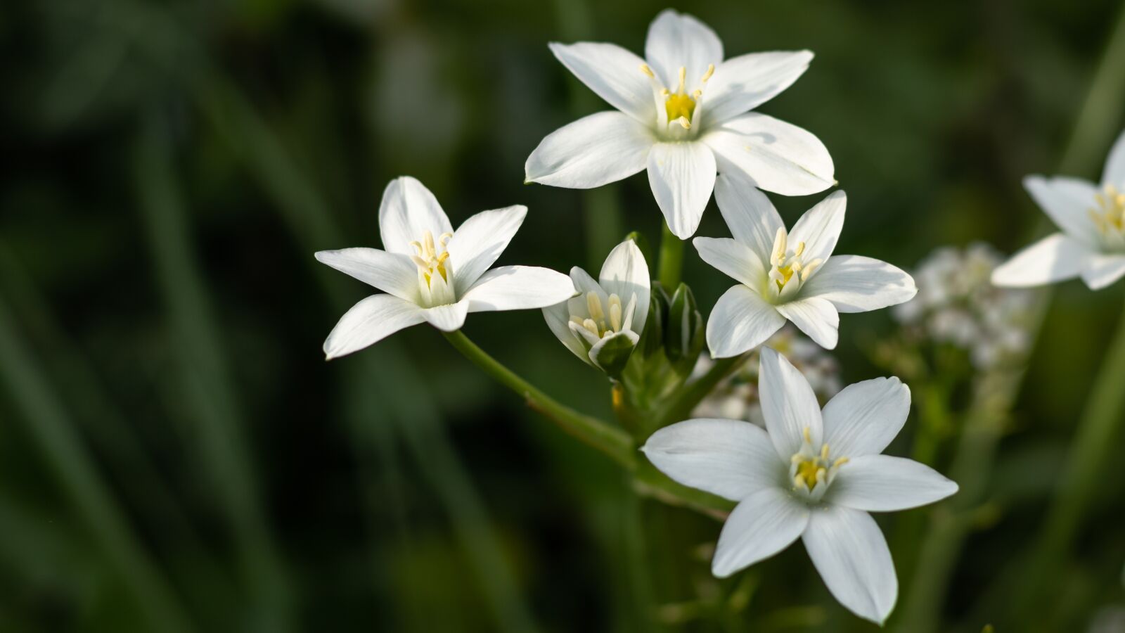 Canon EOS 80D + Canon EF 50mm F1.8 STM sample photo. Flowers, white, closeup photography