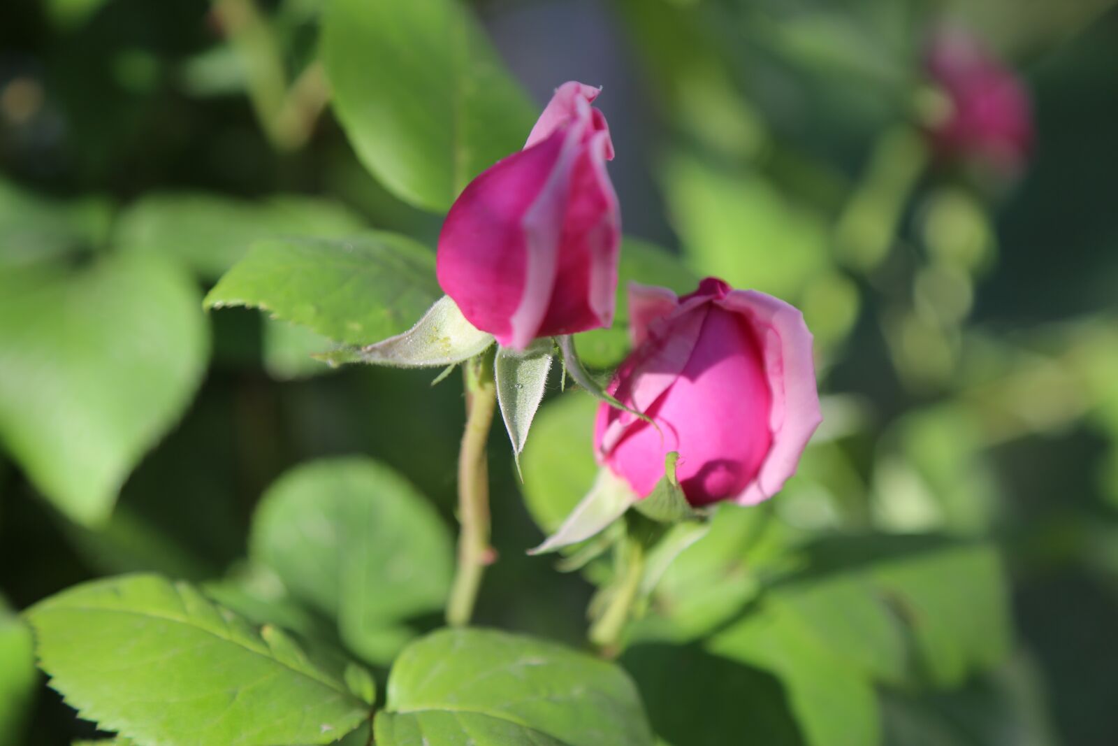 Canon EF 24-105mm F4L IS USM sample photo. Bud, rose, nature photography