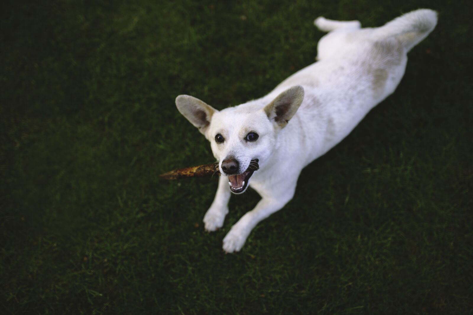 Canon EOS 6D + Sigma 35mm F1.4 DG HSM Art sample photo. Dog, on, the, grass photography