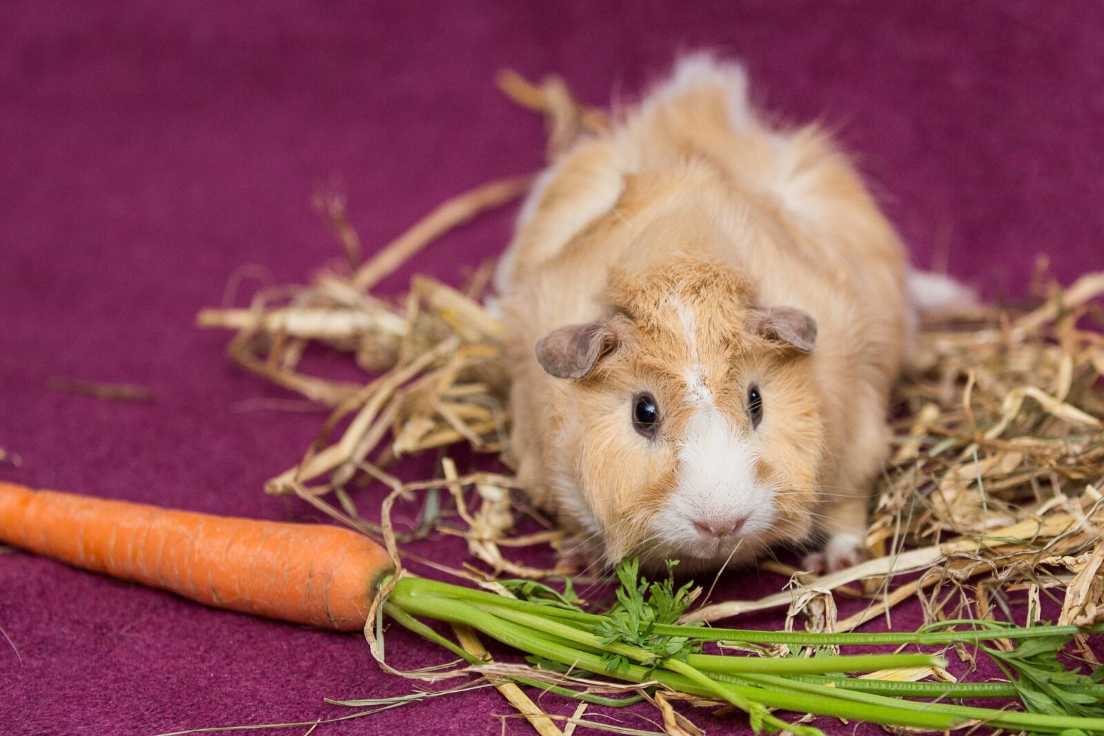 Canon EOS 5D Mark III sample photo. Guinea pig, pet, nager photography