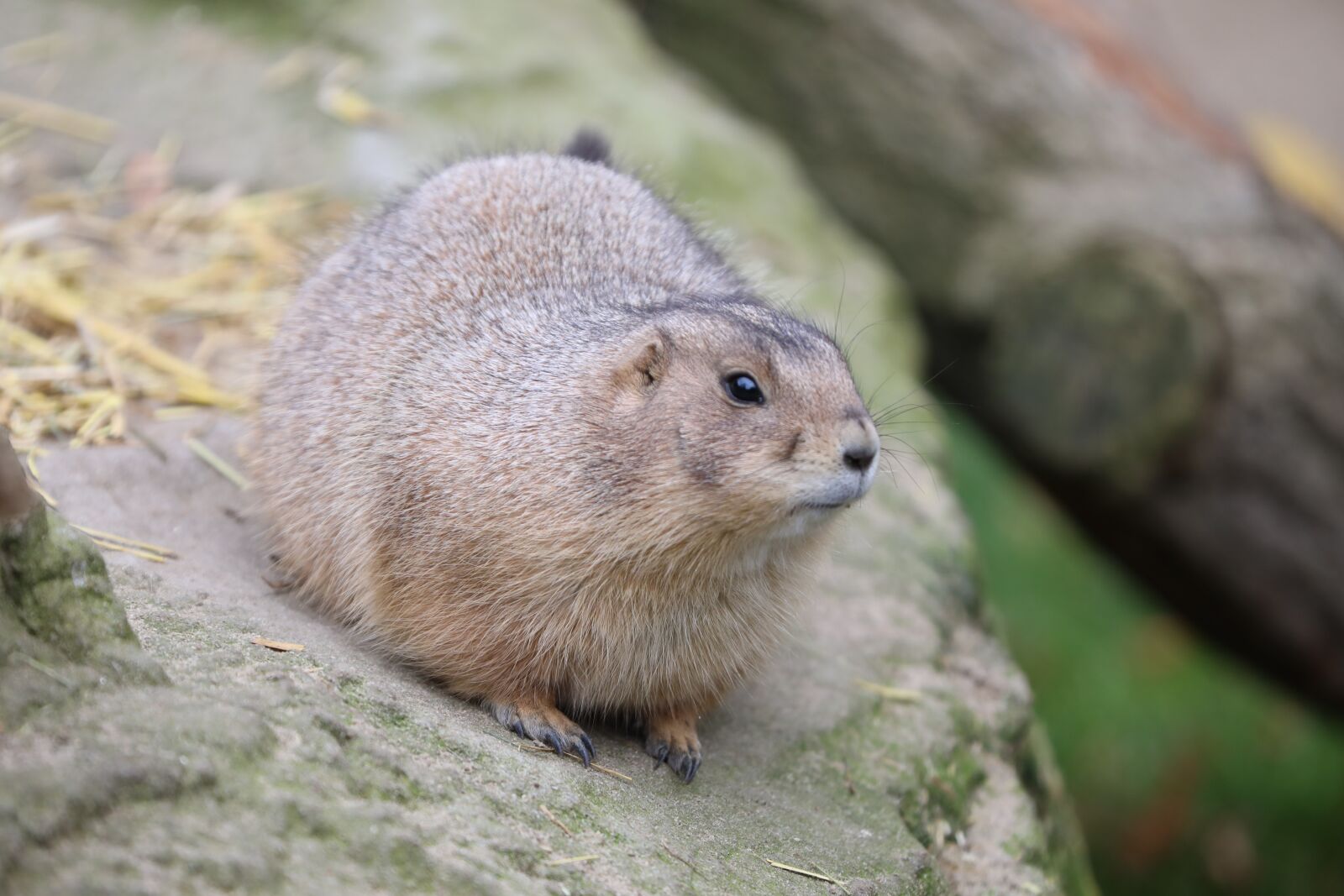 Canon EF 70-200mm F2.8L IS II USM sample photo. Prairie dog, zoo, black-tailed photography