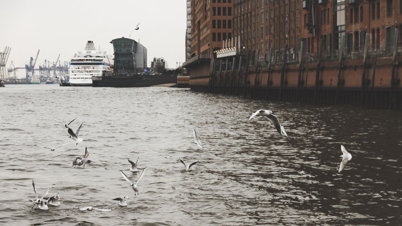 Canon EOS 7D sample photo. Hamburg, gulls, port photography