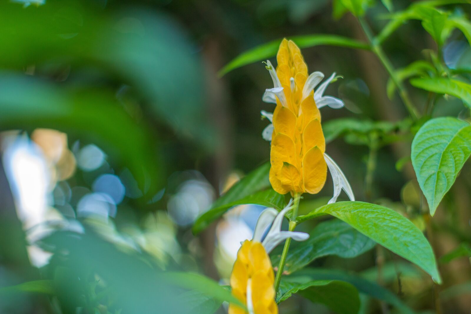 Canon EOS 1200D (EOS Rebel T5 / EOS Kiss X70 / EOS Hi) sample photo. Yellow, flower, spring photography