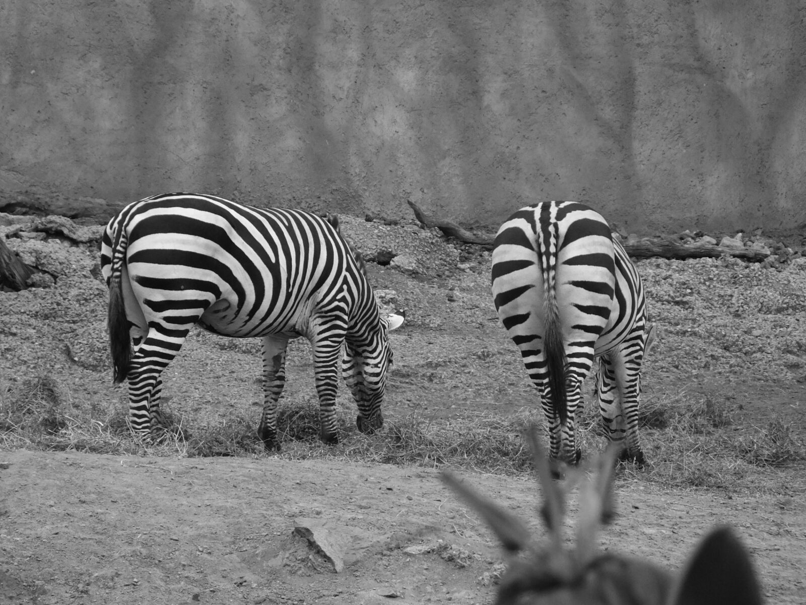 Fujifilm FinePix HS50 EXR sample photo. Zebra, zoo, animals photography