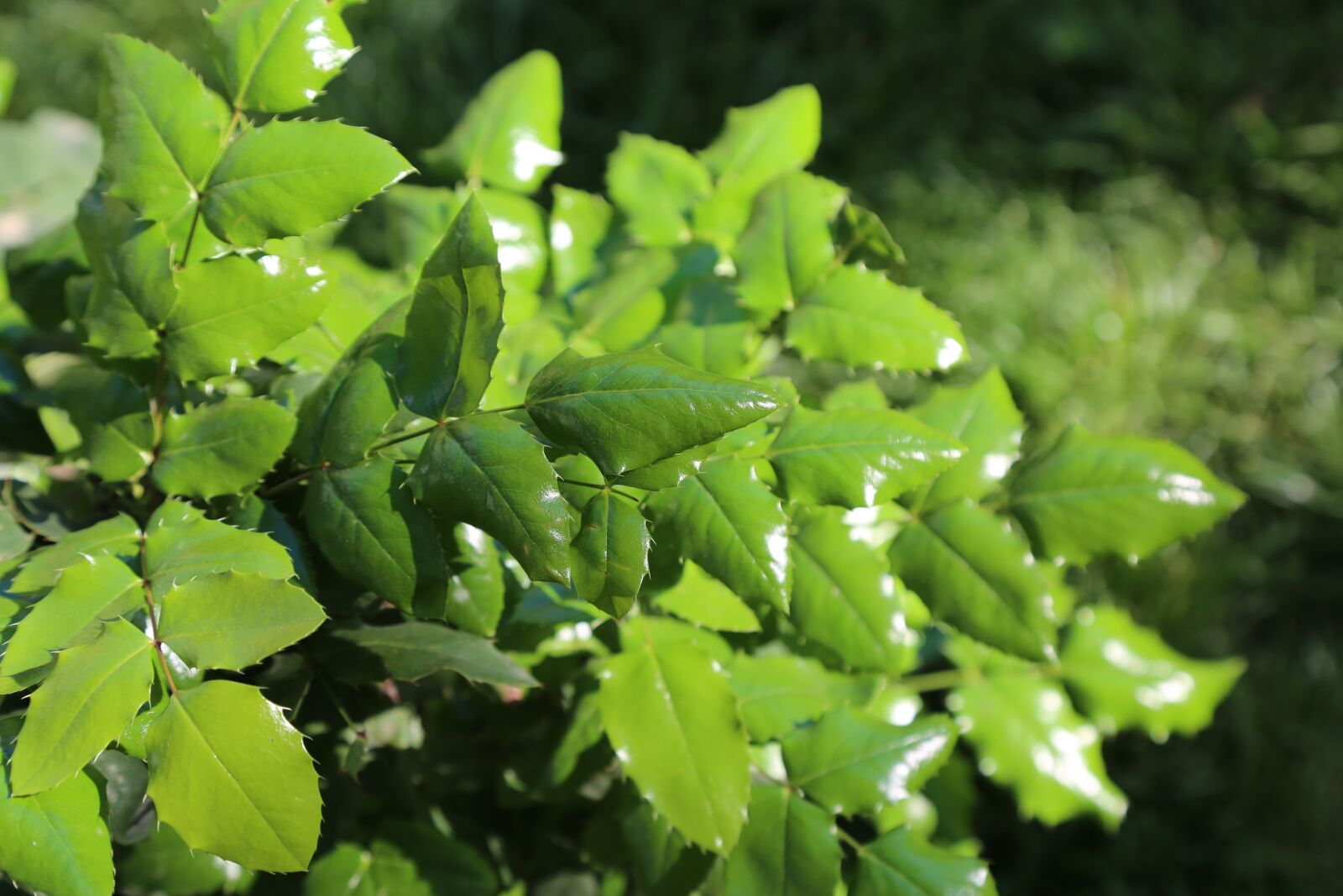 Canon EF 24-105mm F4L IS USM sample photo. Leaves, plant, nature photography