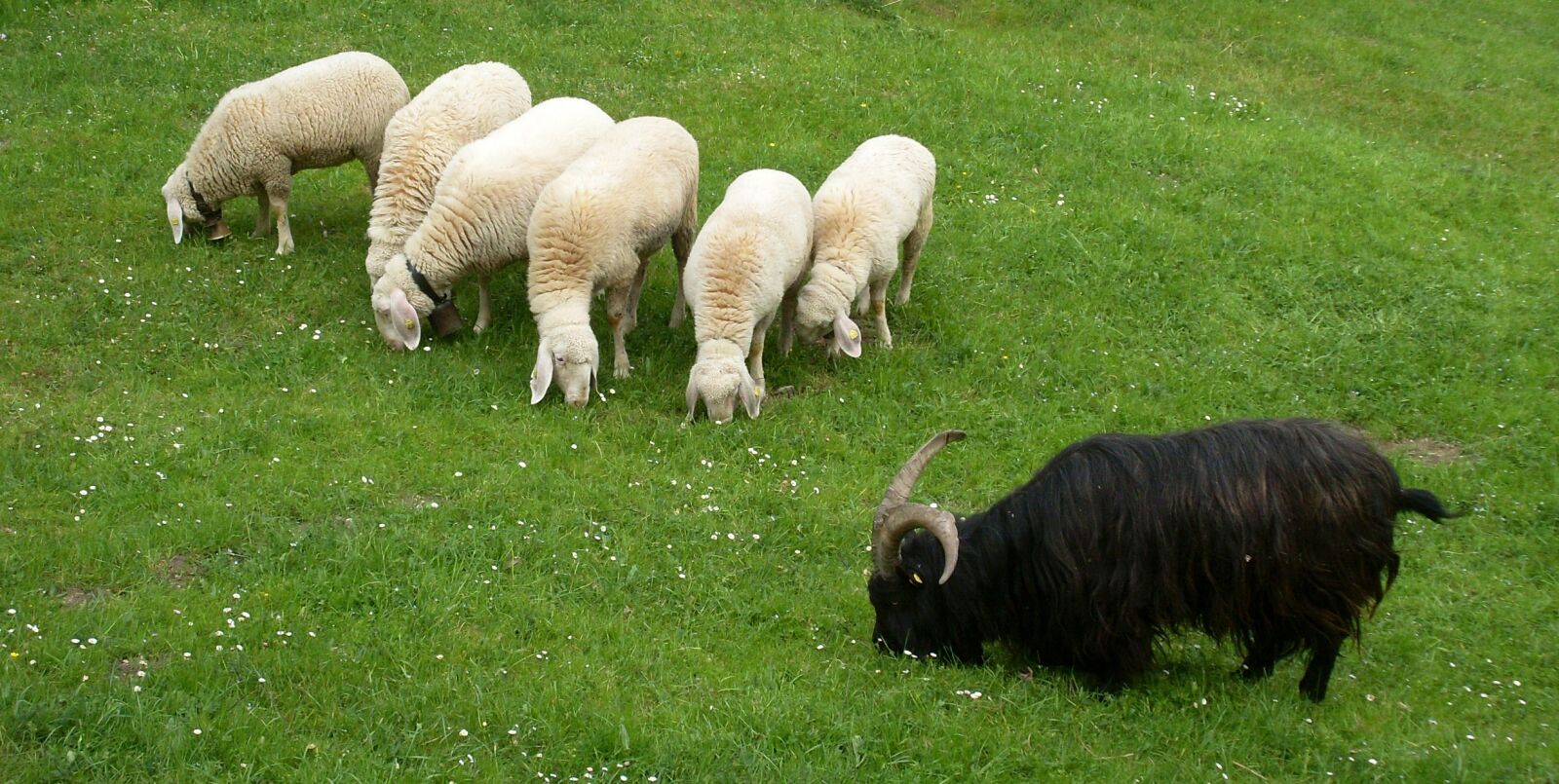 Samsung VLUU L730  / Samsung L730 sample photo. Animals, sheep, wool photography