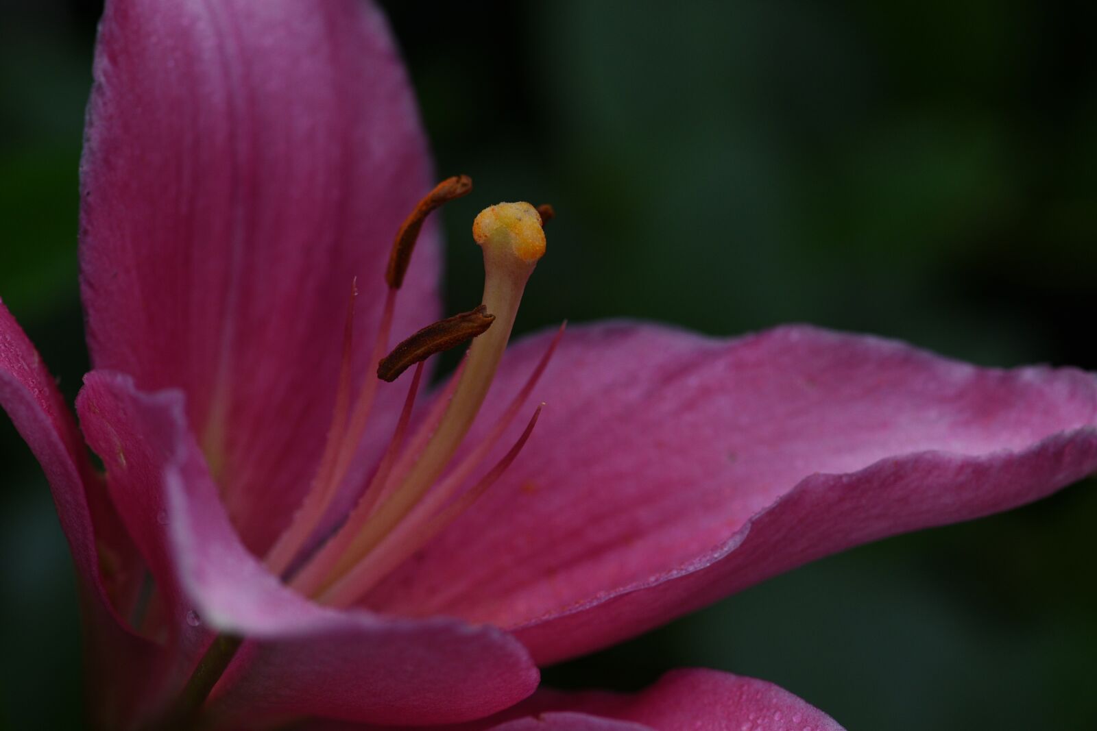 Nikon D750 sample photo. Lily, flower, pink photography