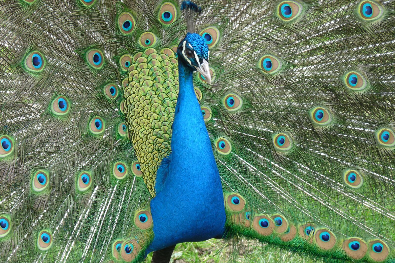 Panasonic Lumix DMC-FZ28 sample photo. Peacock, colorful, pride photography