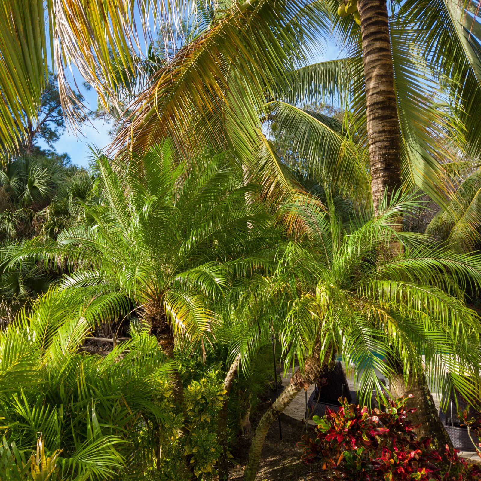 DJI Osmo Pocket sample photo. Palm trees, palm, west photography
