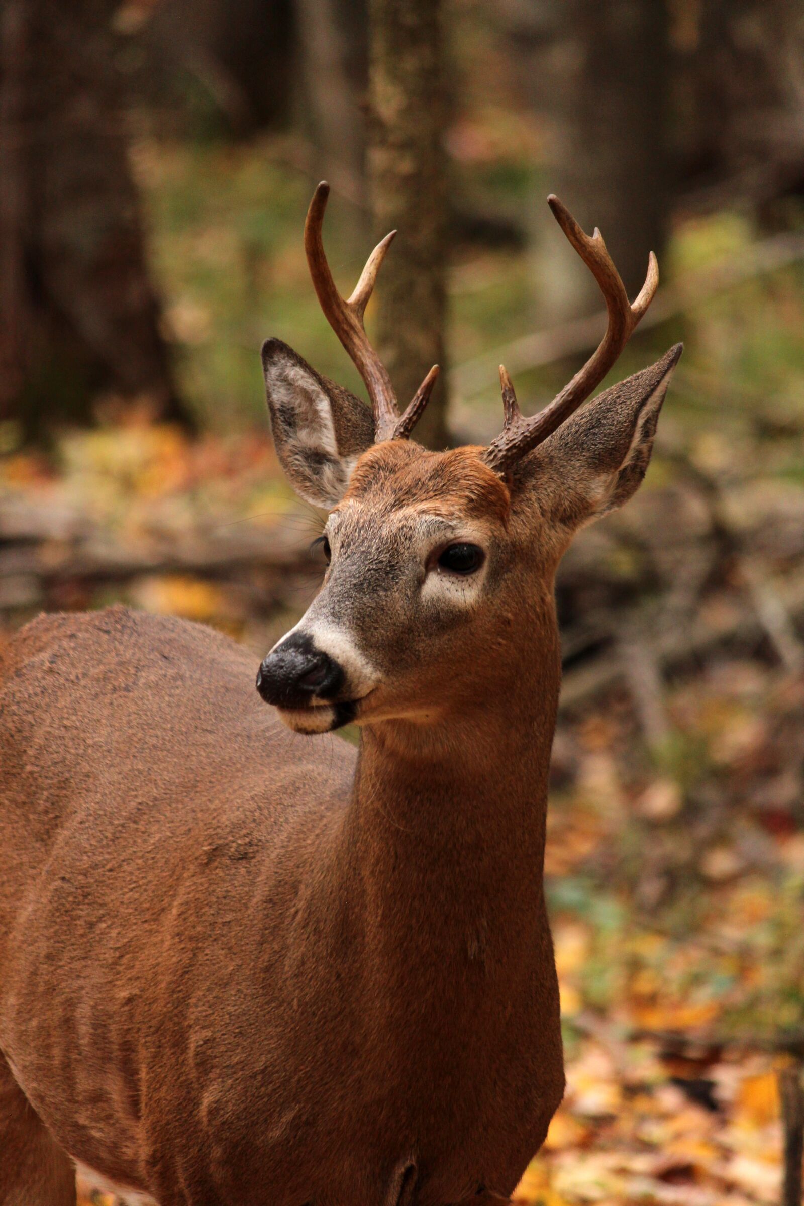 Canon EOS 650D (EOS Rebel T4i / EOS Kiss X6i) + Canon EF-S 55-250mm F4-5.6 IS II sample photo. Whitetail, deer, mam photography