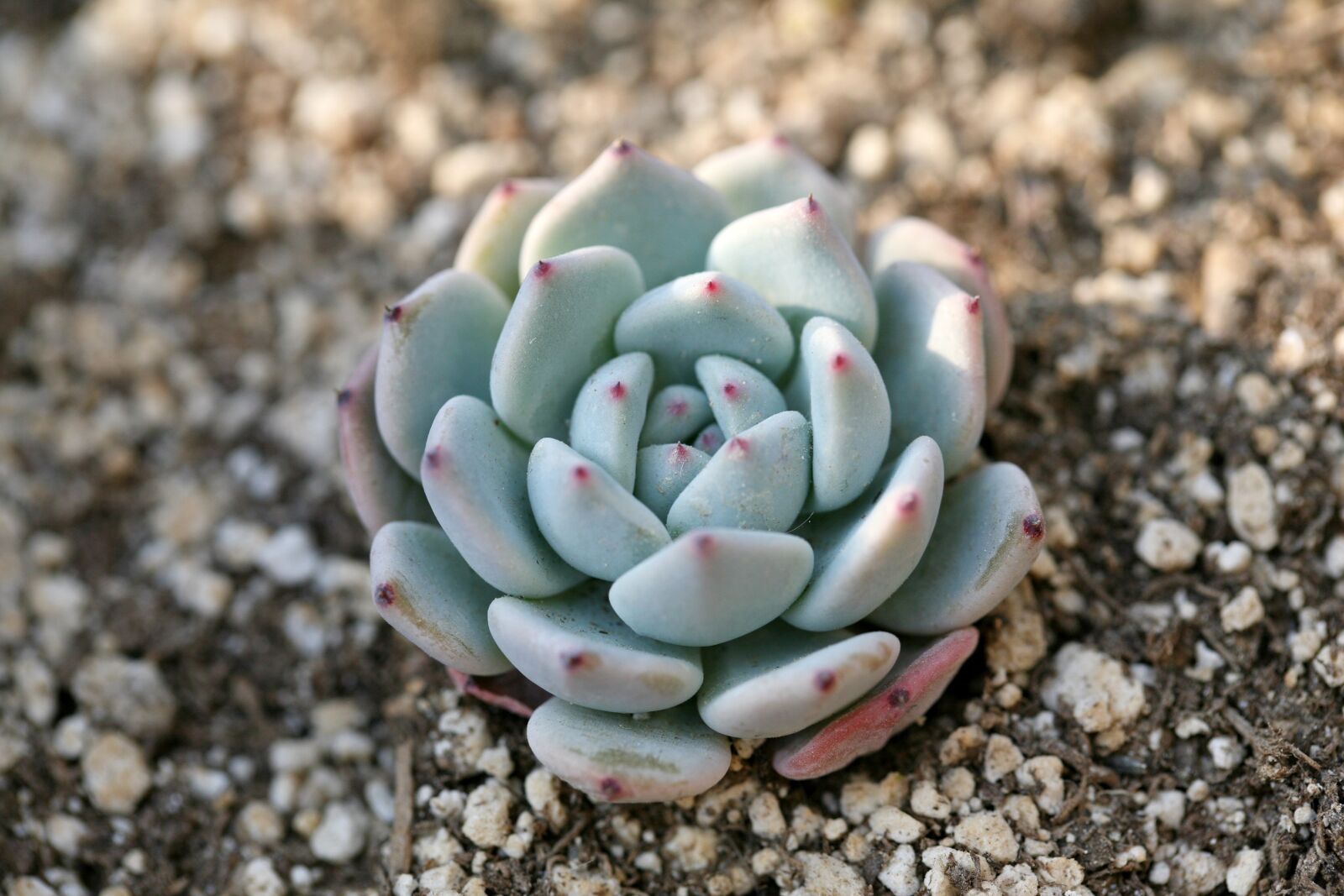 Canon EOS 5D sample photo. A fleshy plant, fleshy photography