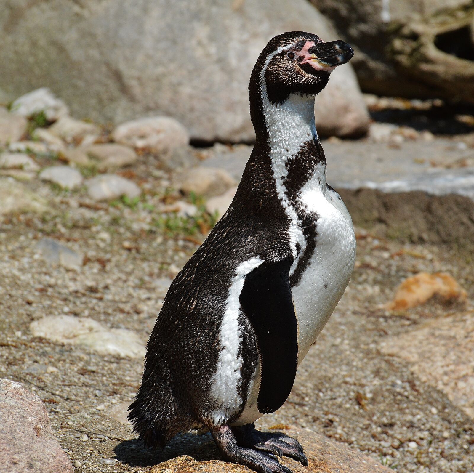 Nikon D3200 sample photo. Penguin, cute, bird photography