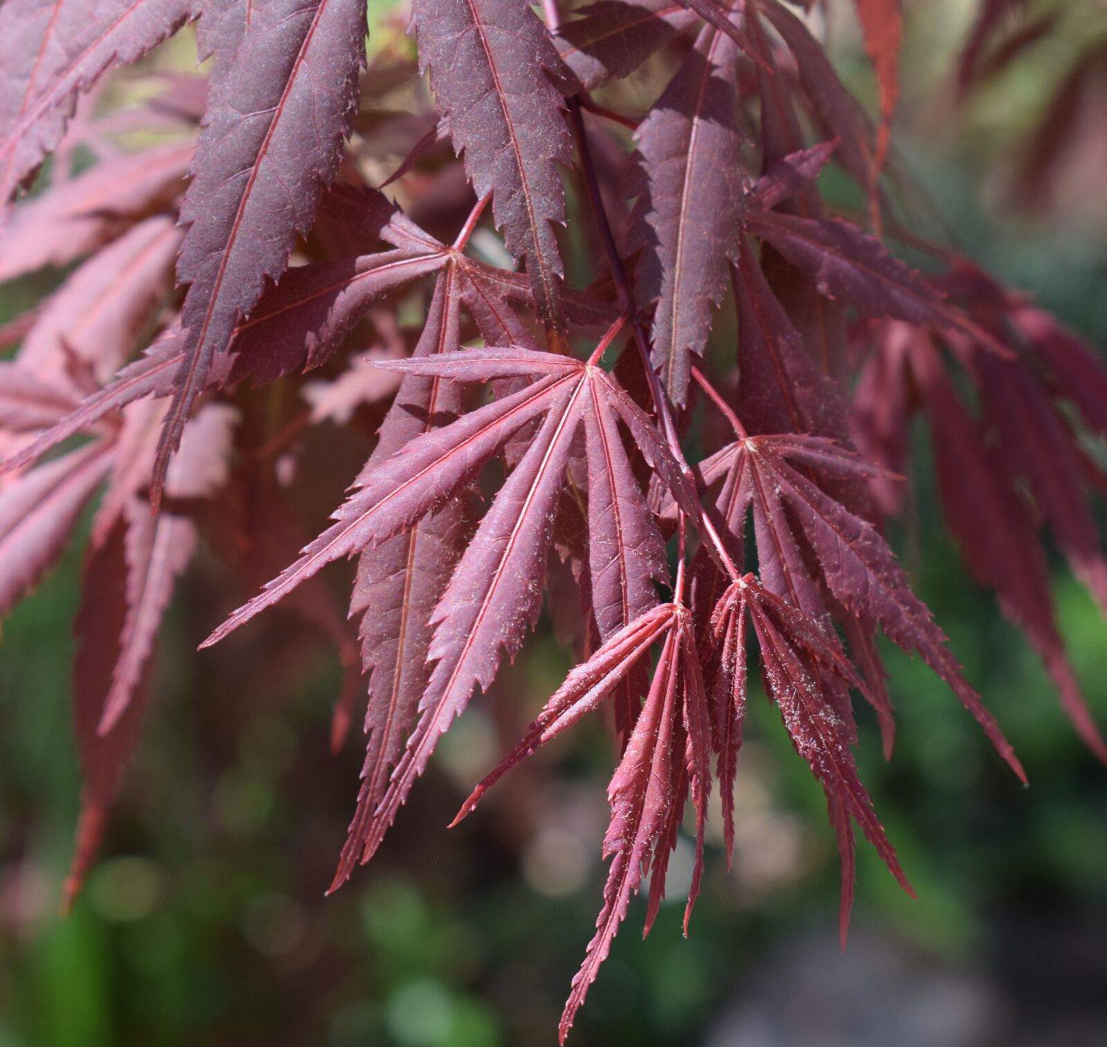Nikon D3300 sample photo. Japanese maple leaves, new photography