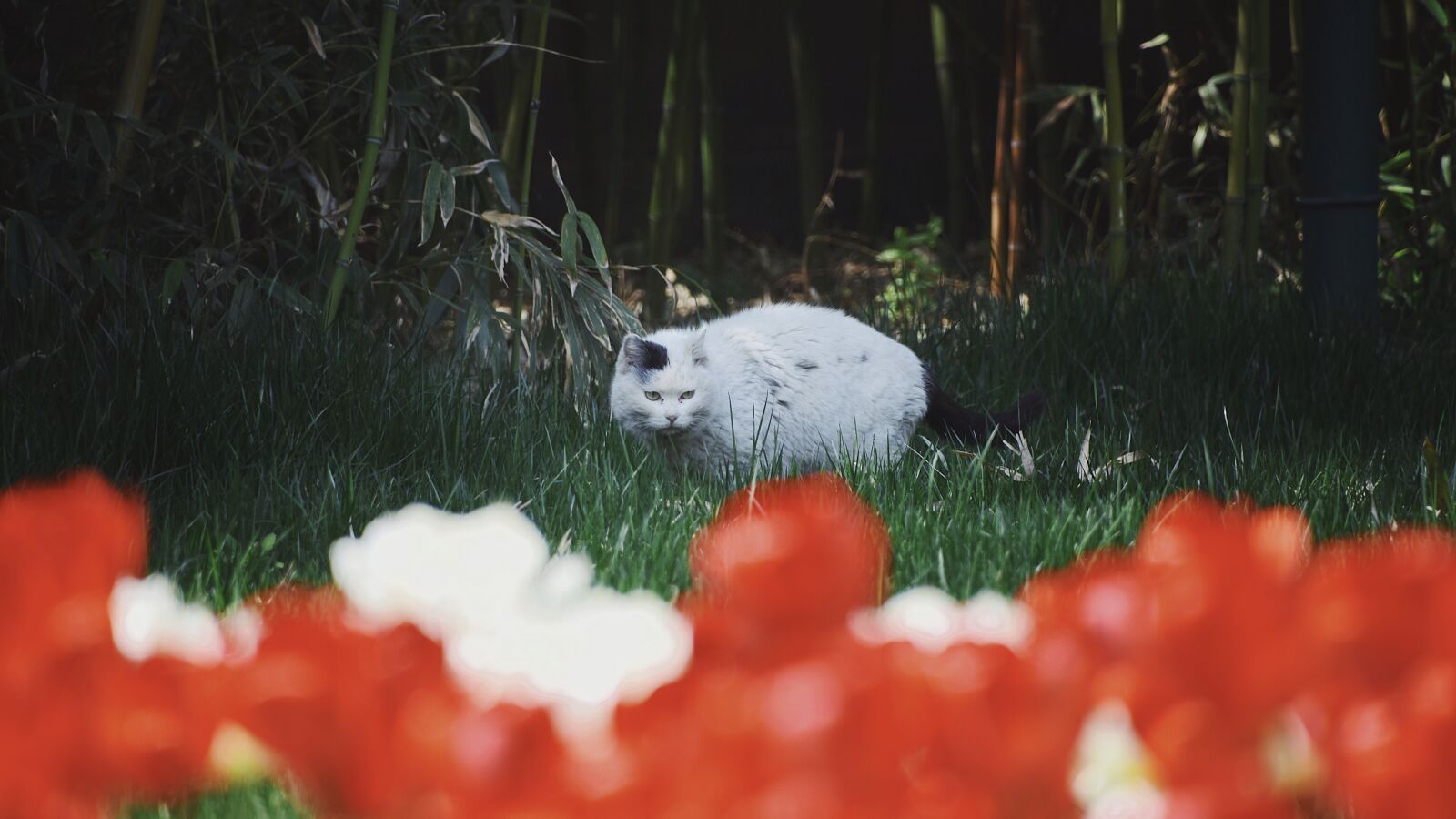 Nikon D7200 sample photo. Flowers, cat, cute photography