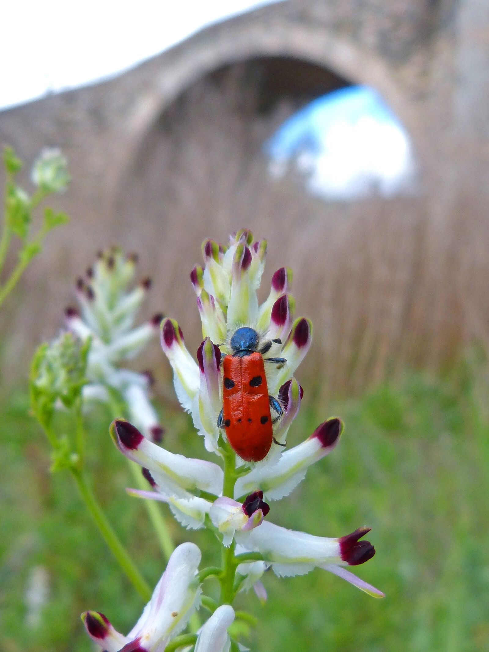 Panasonic DMC-FZ62 sample photo. Mylabris quadripunctata, ladybug, beetle photography