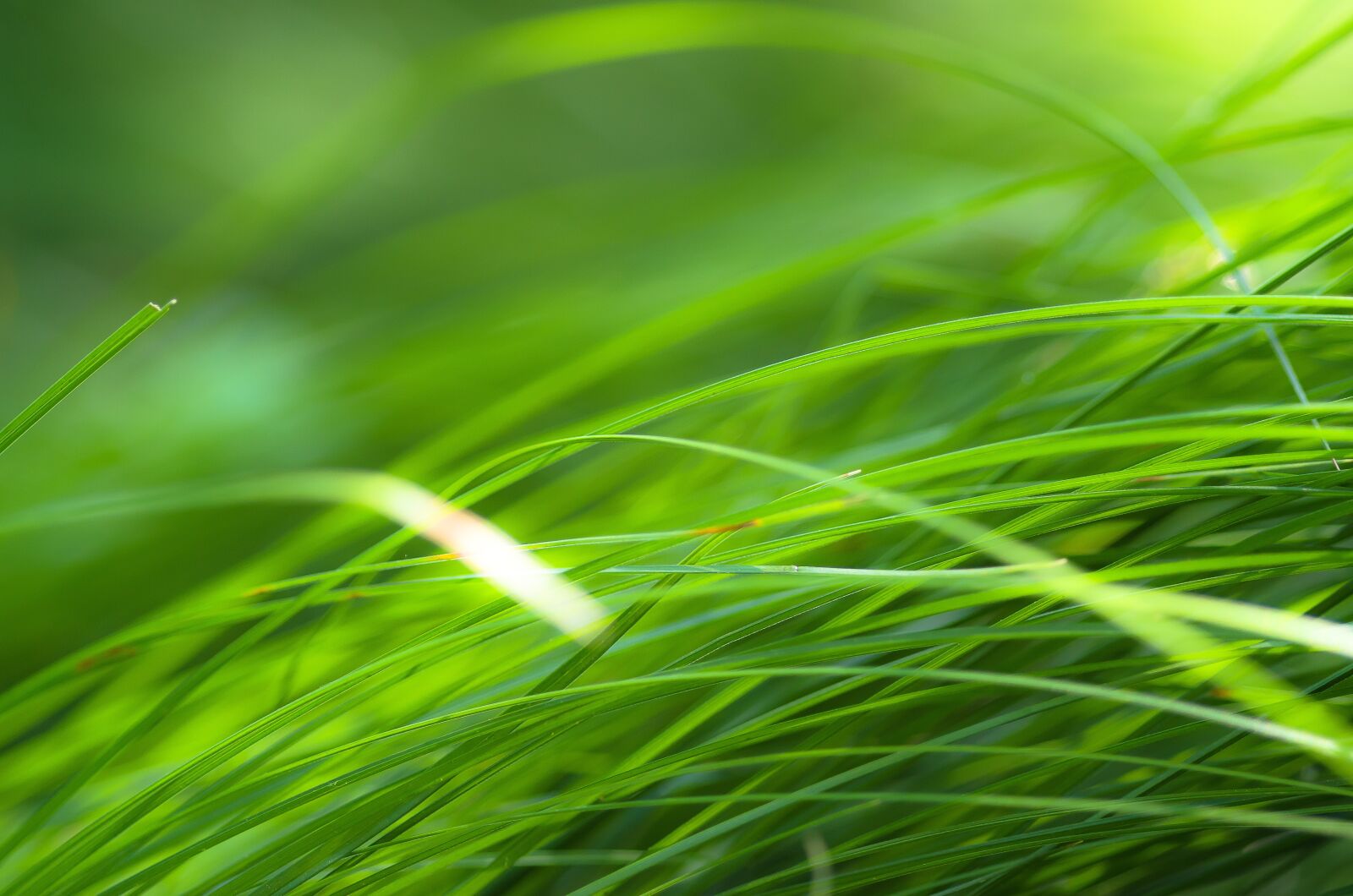 Nikon D7000 sample photo. Grass, green, meadow photography
