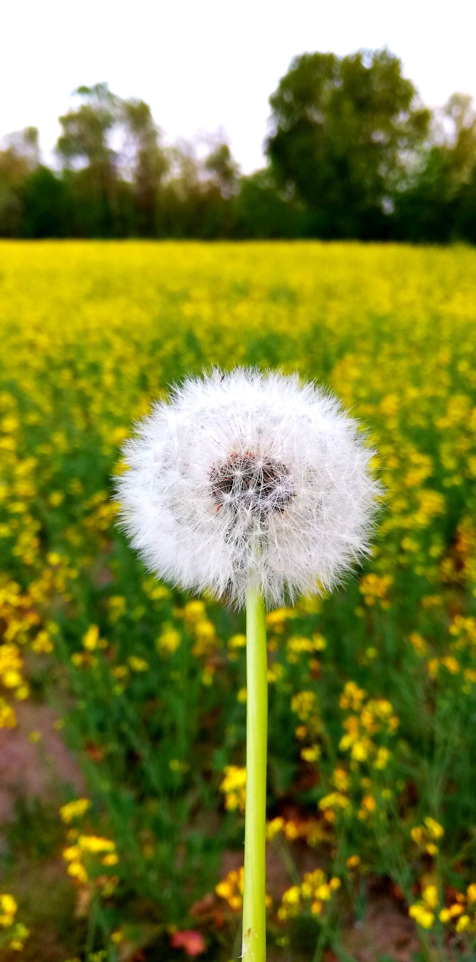 HUAWEI P20 lite sample photo. Dandelion, plant, nature photography