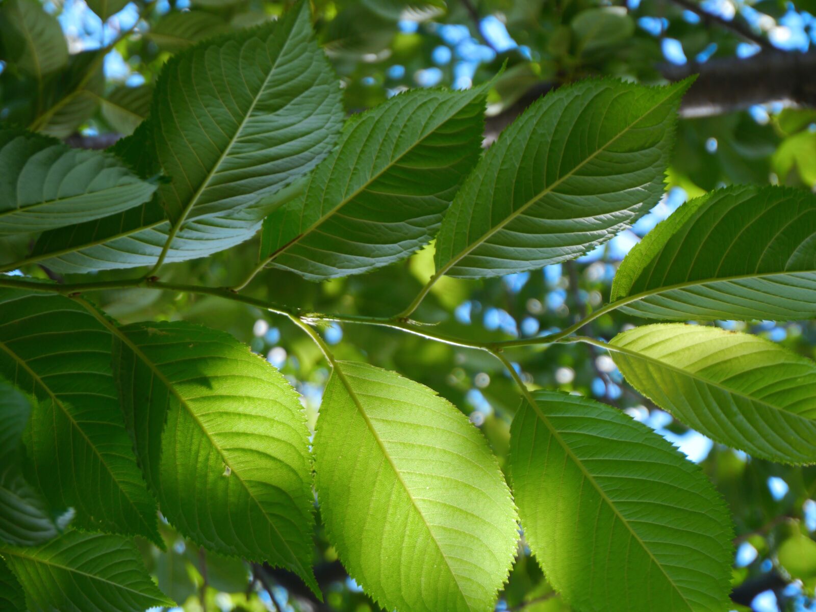 Panasonic Lumix DMC-GX1 sample photo. Cherry blossoms, leaf of photography