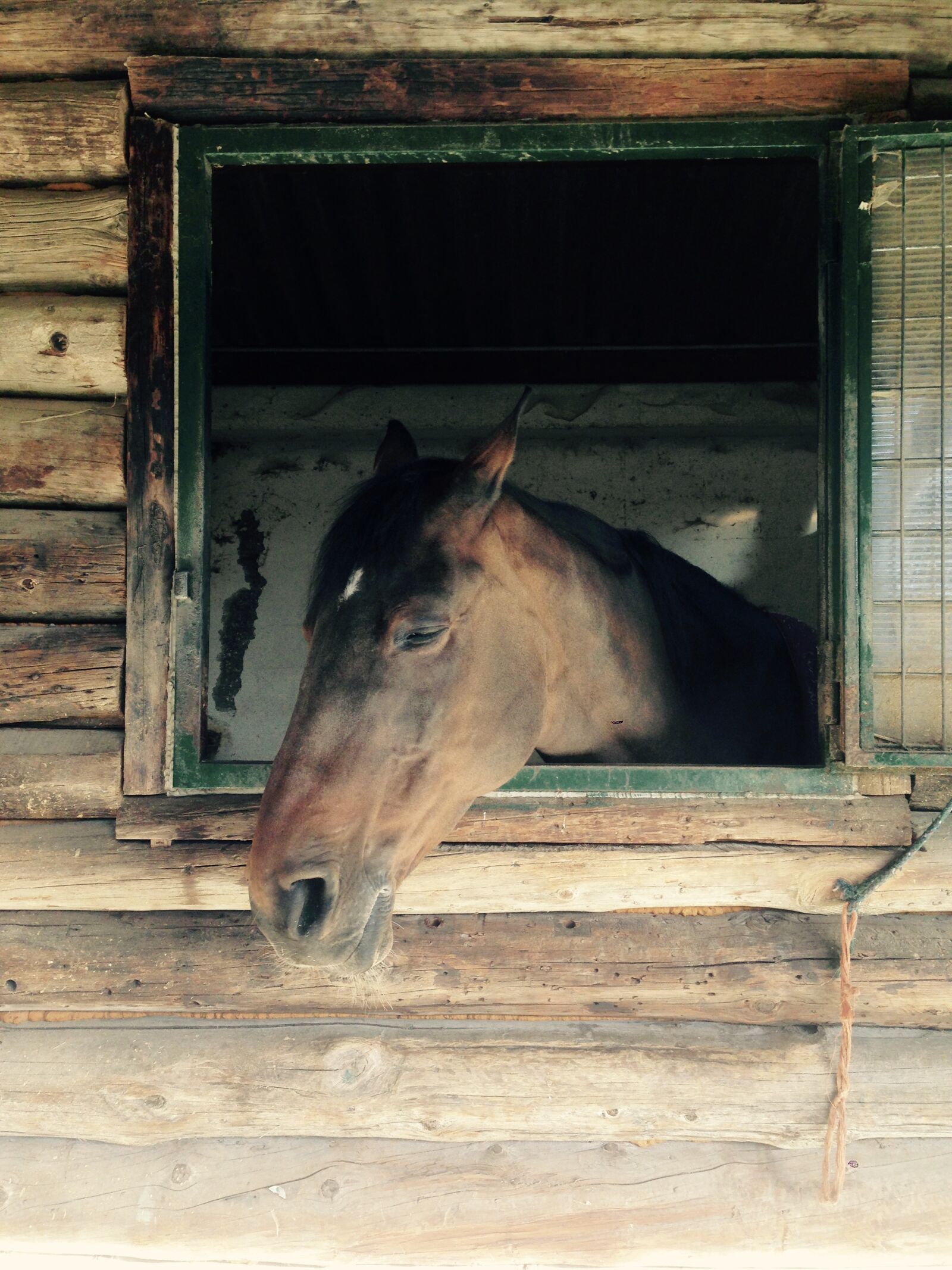 Apple iPhone 5 sample photo. Animal, horse photography