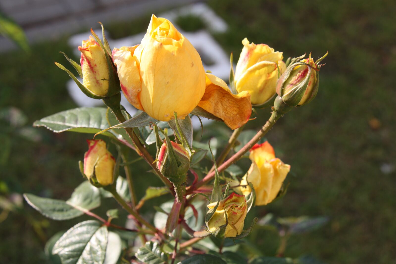 Canon EOS 450D (EOS Rebel XSi / EOS Kiss X2) sample photo. Flowers, belarus, nature photography