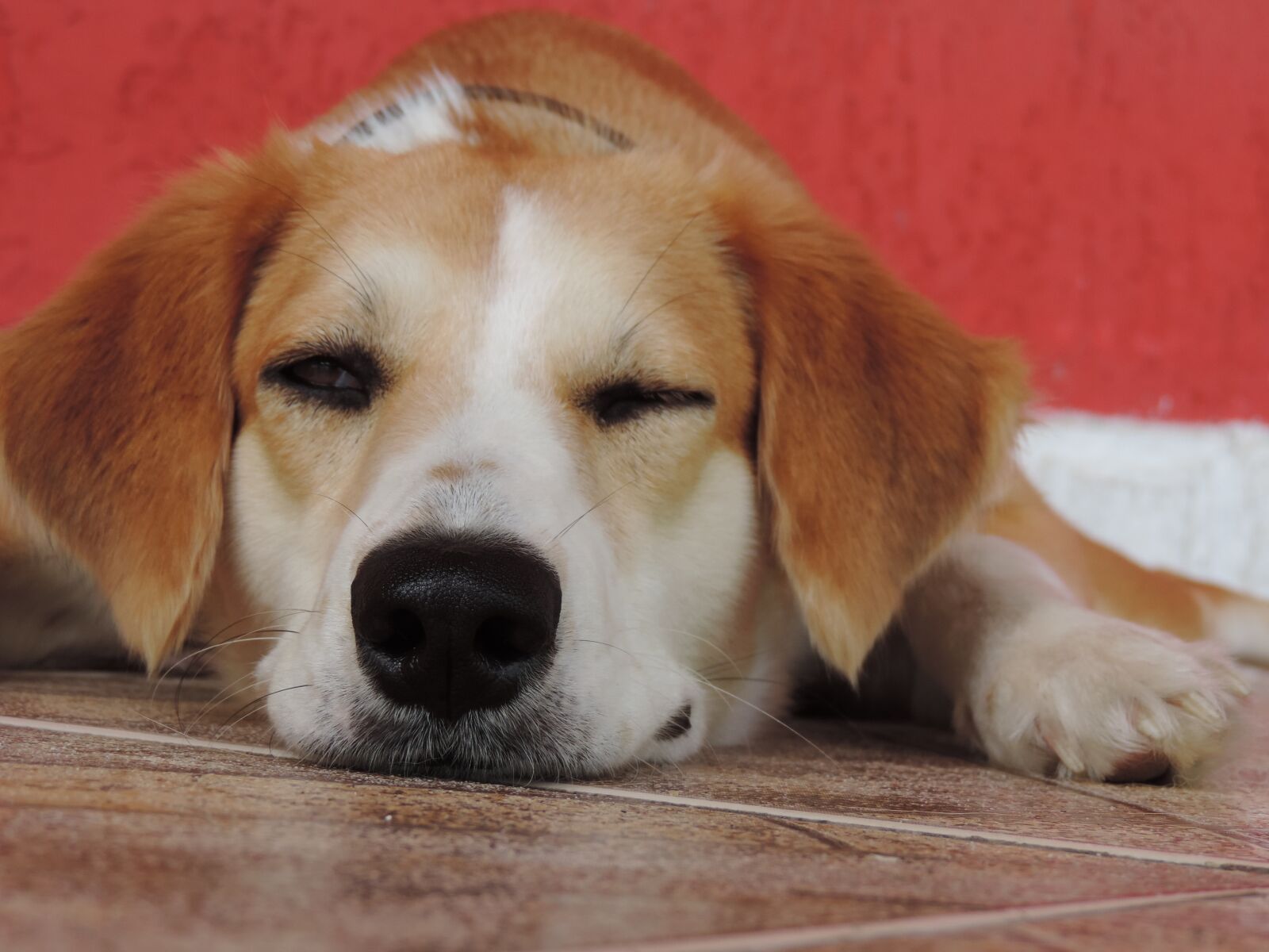 Nikon Coolpix P520 sample photo. Dog, pet, happy photography