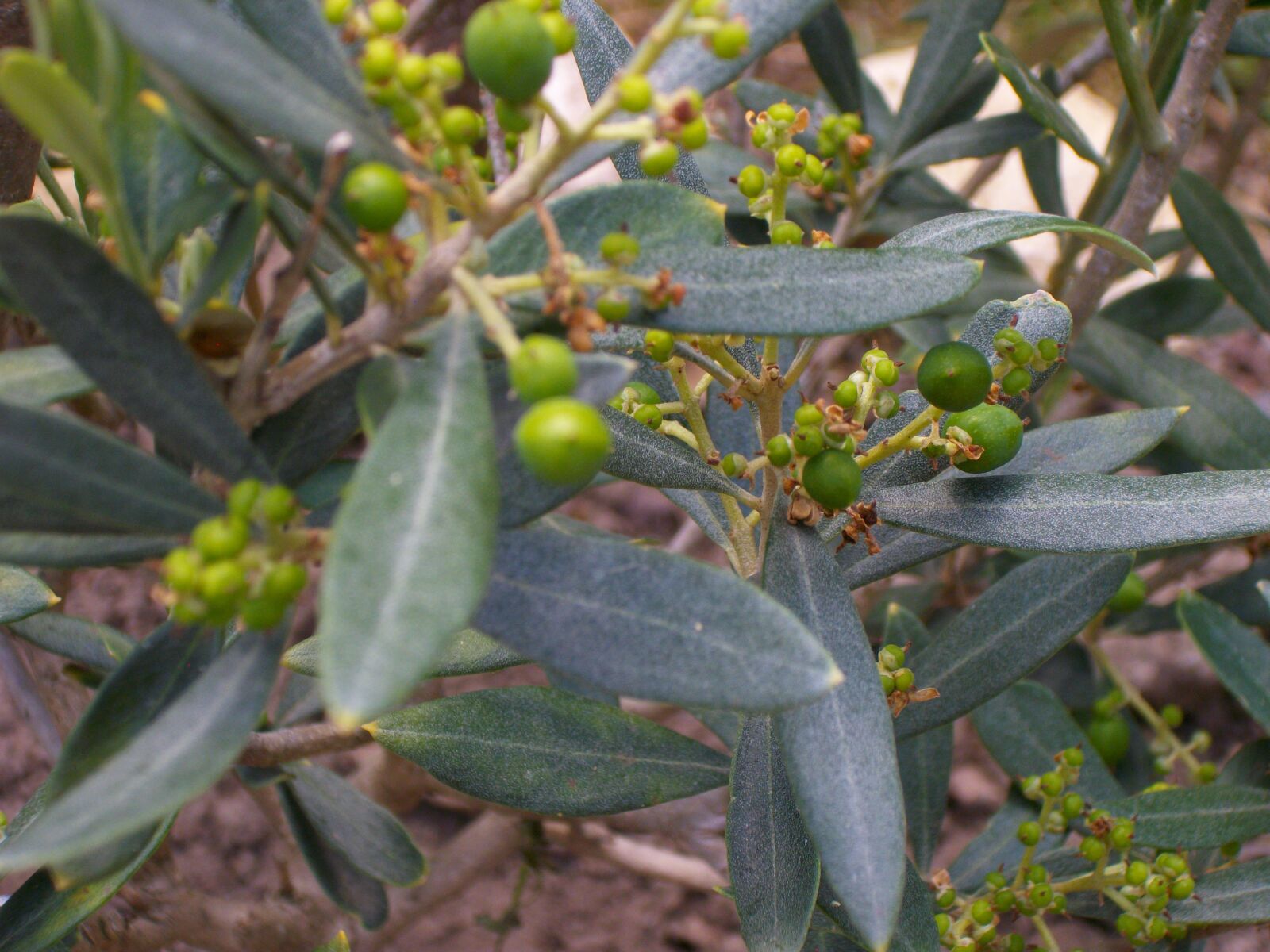 Pentax Optio M85 sample photo. Tree, shrub, olivier photography