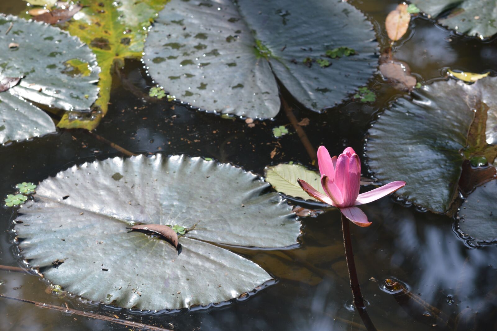 Nikon D3200 sample photo. Waterlily, pink, pond photography