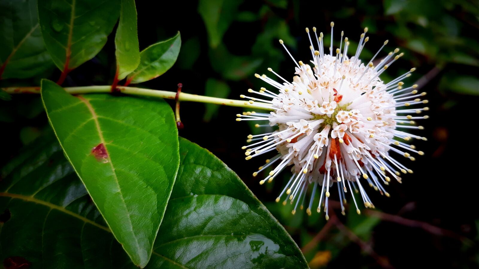 Samsung Galaxy J5 sample photo. Plant, flower, water mint photography