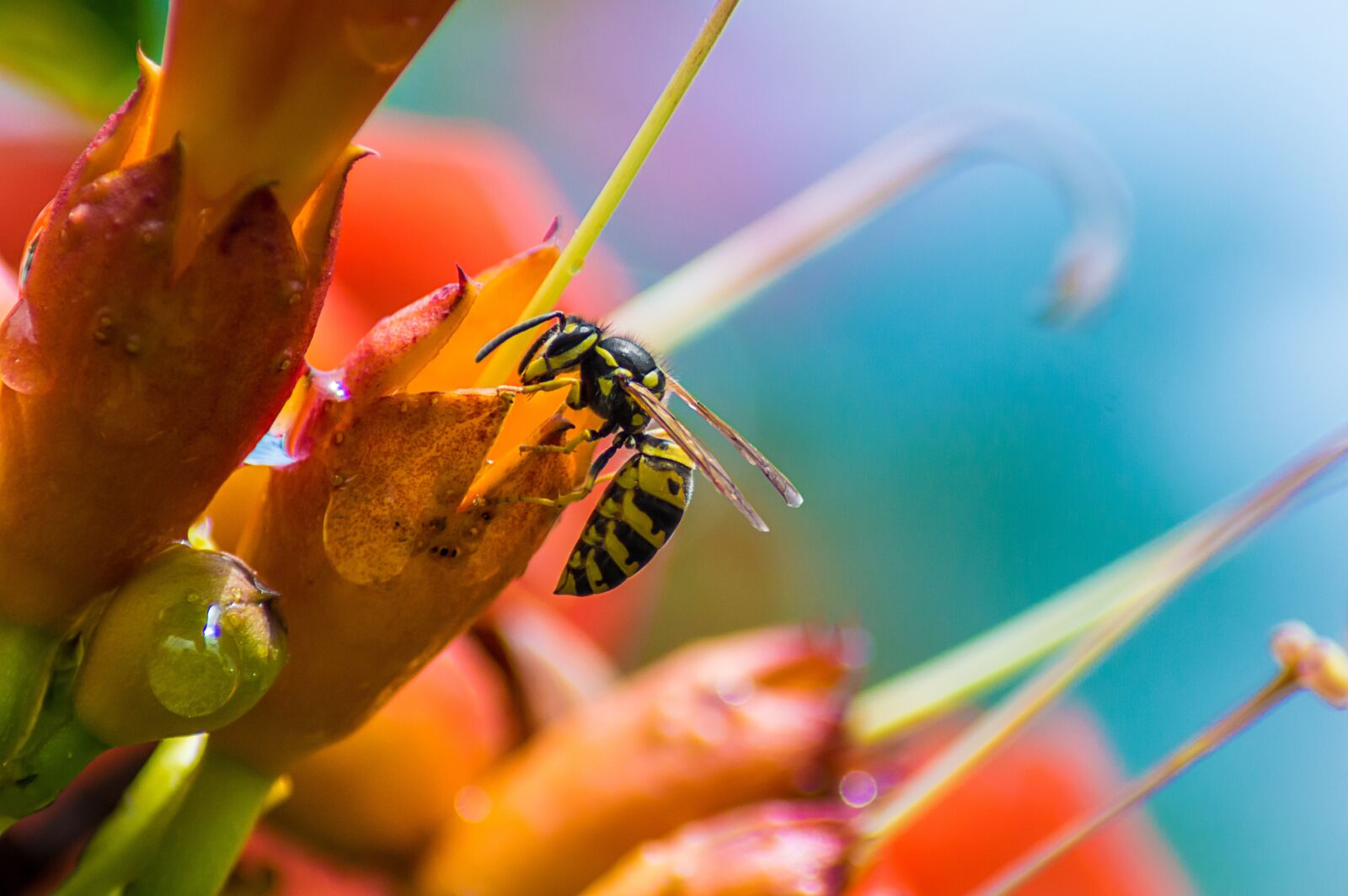 Nikon D3200 sample photo. Bee, flower, pollinate photography