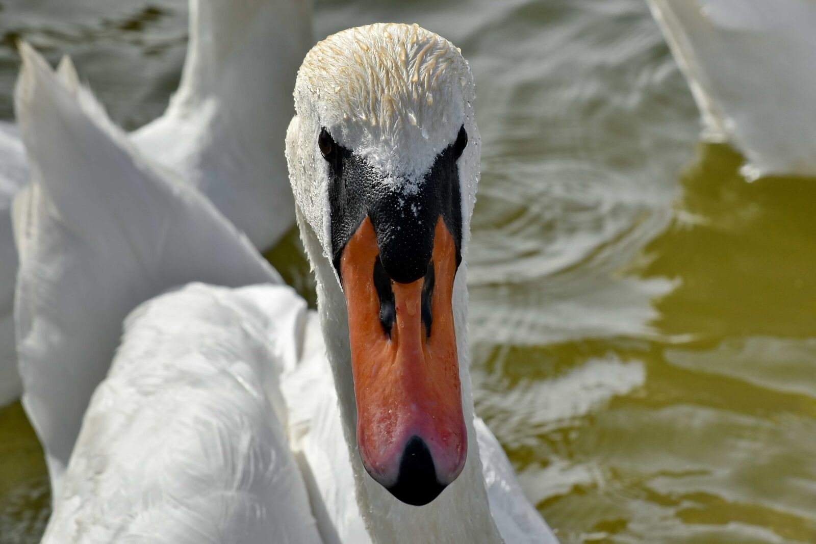 Nikon D5500 sample photo. Beautiful, head, portrait, swan photography