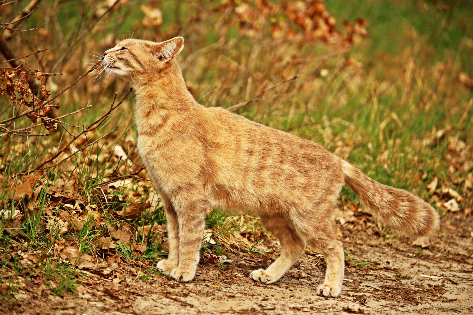 Canon EOS 100D (EOS Rebel SL1 / EOS Kiss X7) sample photo. Cat, mieze, tiger cat photography