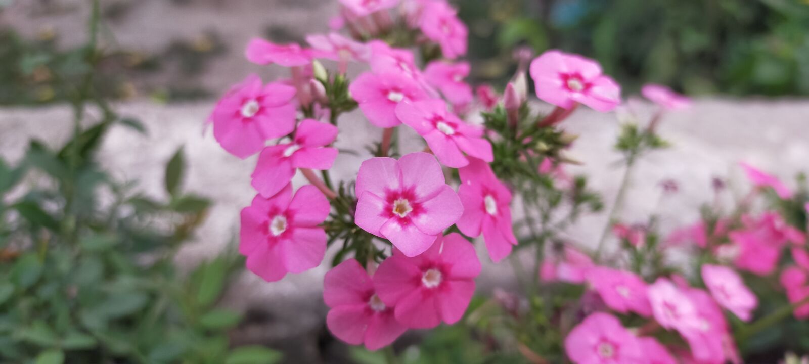 OPPO A9 2020 sample photo. Beautiful flowers, red flowers photography