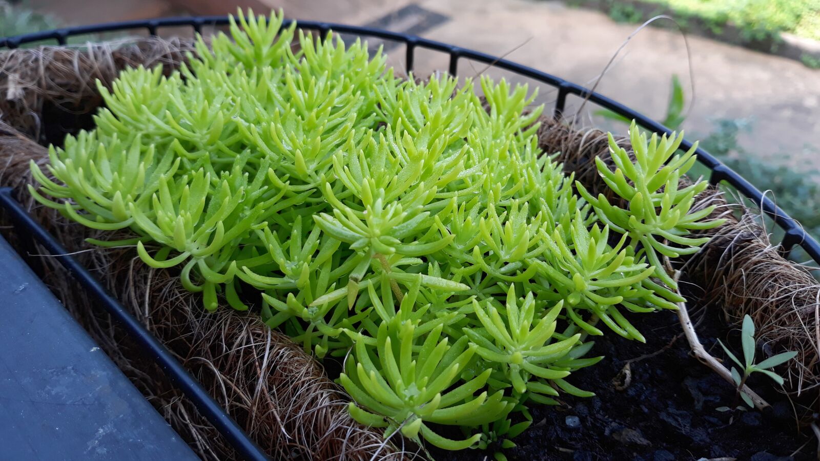 Samsung Galaxy J7 Pro sample photo. Plant, natural, green photography