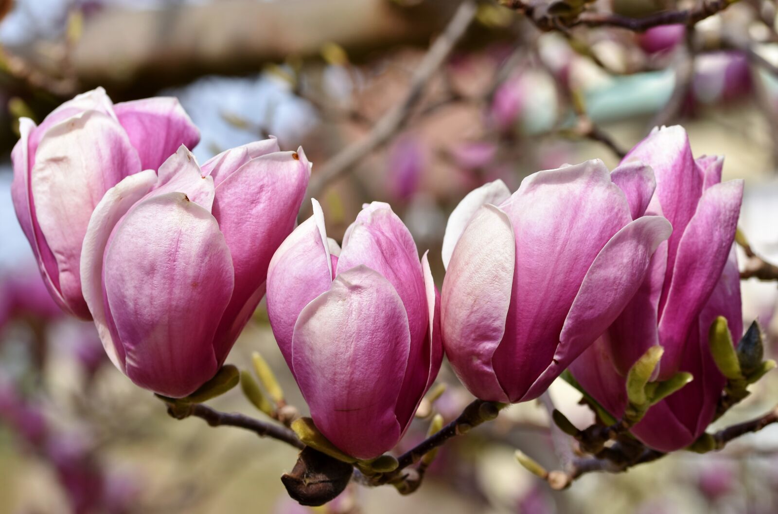Nikon D7200 sample photo. Magnolia, magnolia tree, flowers photography