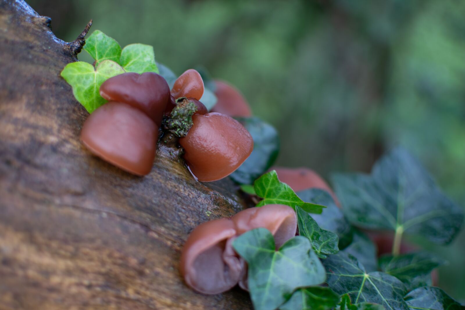Nikon D3300 sample photo. Fungi, auricularia auricula-judae, jew's photography