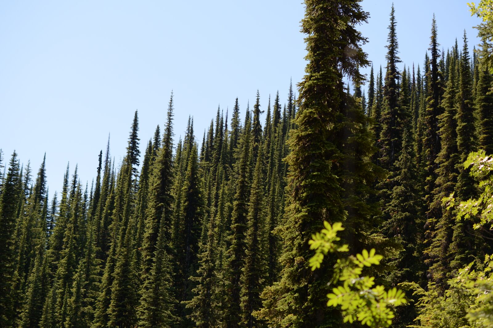 Nikon D7100 sample photo. Alpine, trees, landscape photography