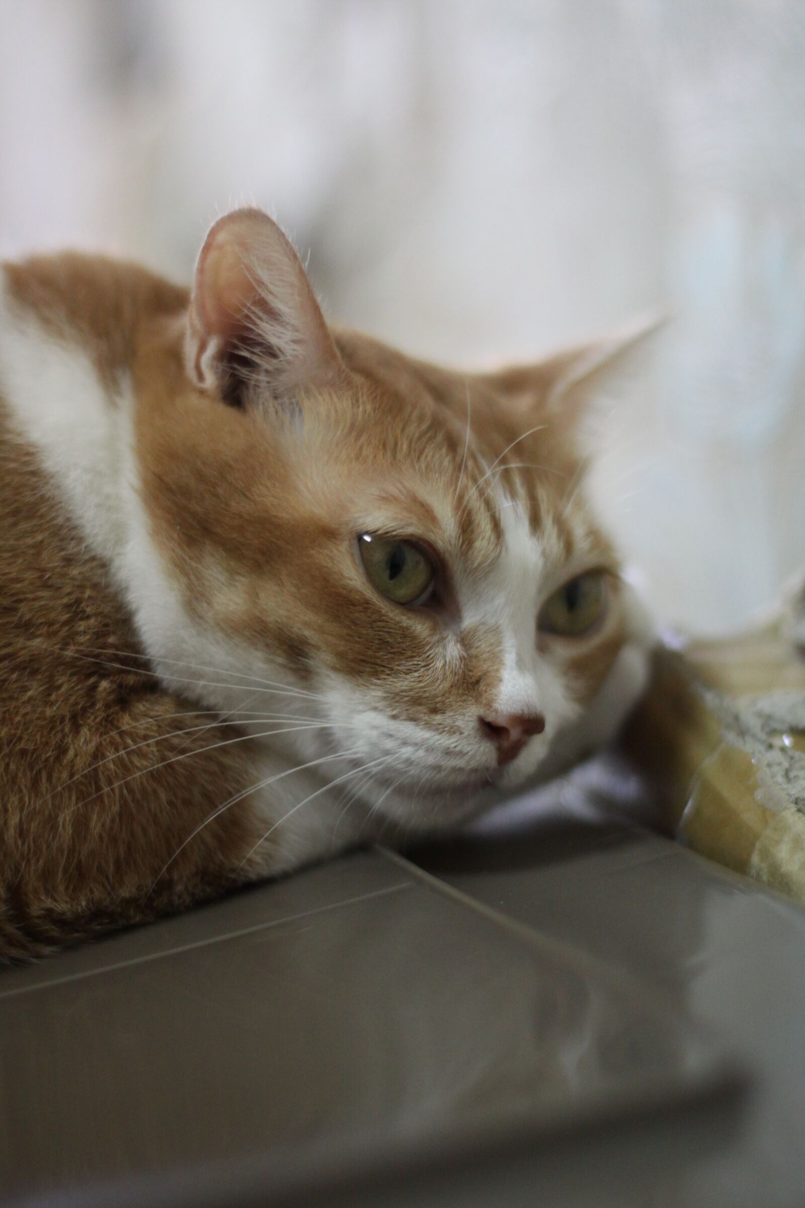 Canon EOS 50D sample photo. A person, figure, cat photography