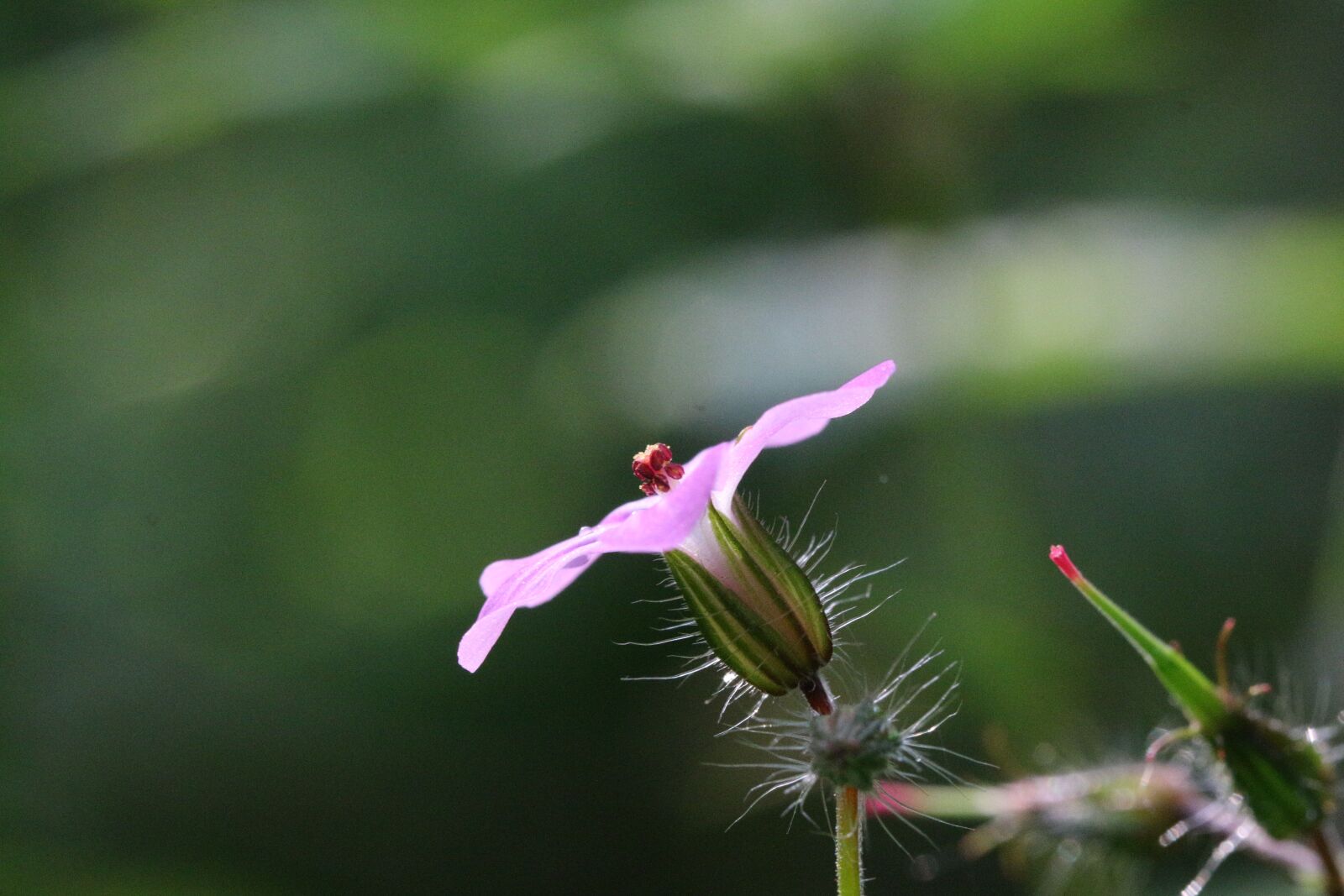 Canon EF 100mm F2.8L Macro IS USM sample photo. Goji wild, flower, wild photography