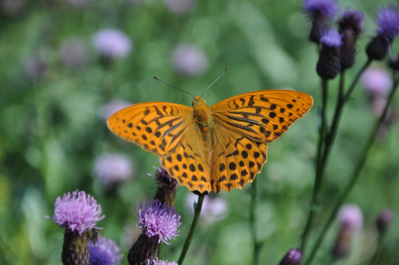 Nikon D90 sample photo. Butterfly, antennae, wild nature photography