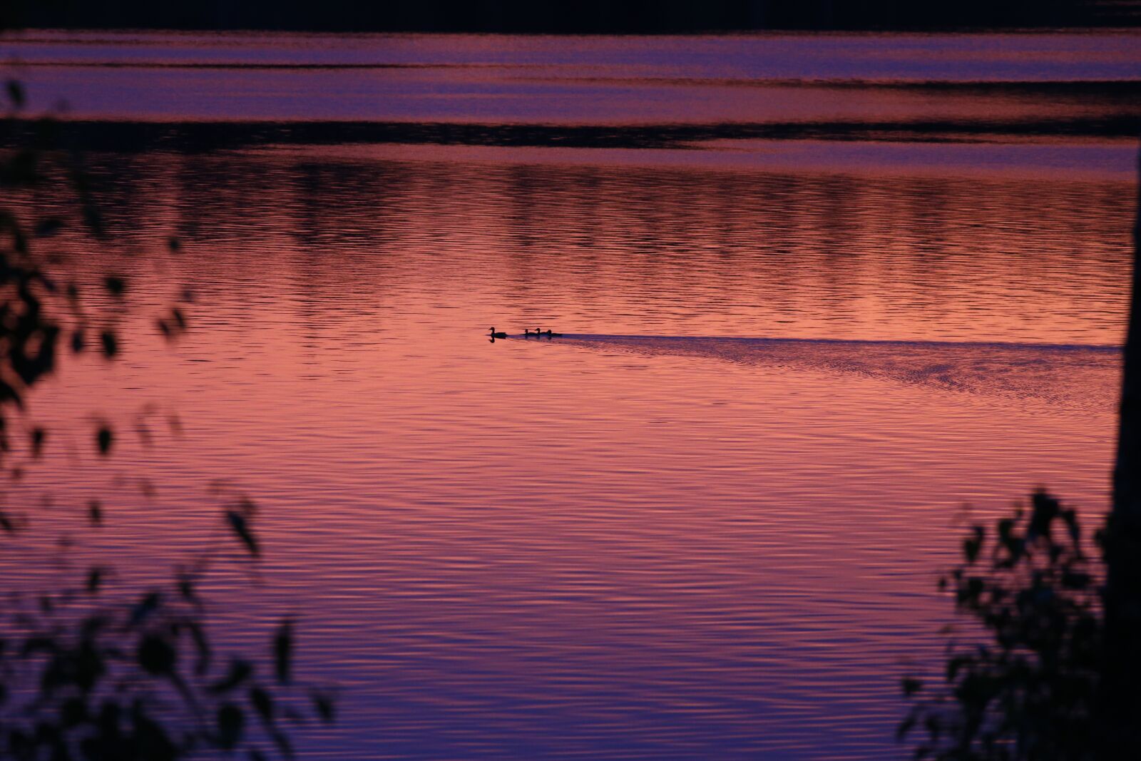 Canon EOS 6D + Canon EF 400mm F5.6L USM sample photo. Lake, sunset, ducks photography