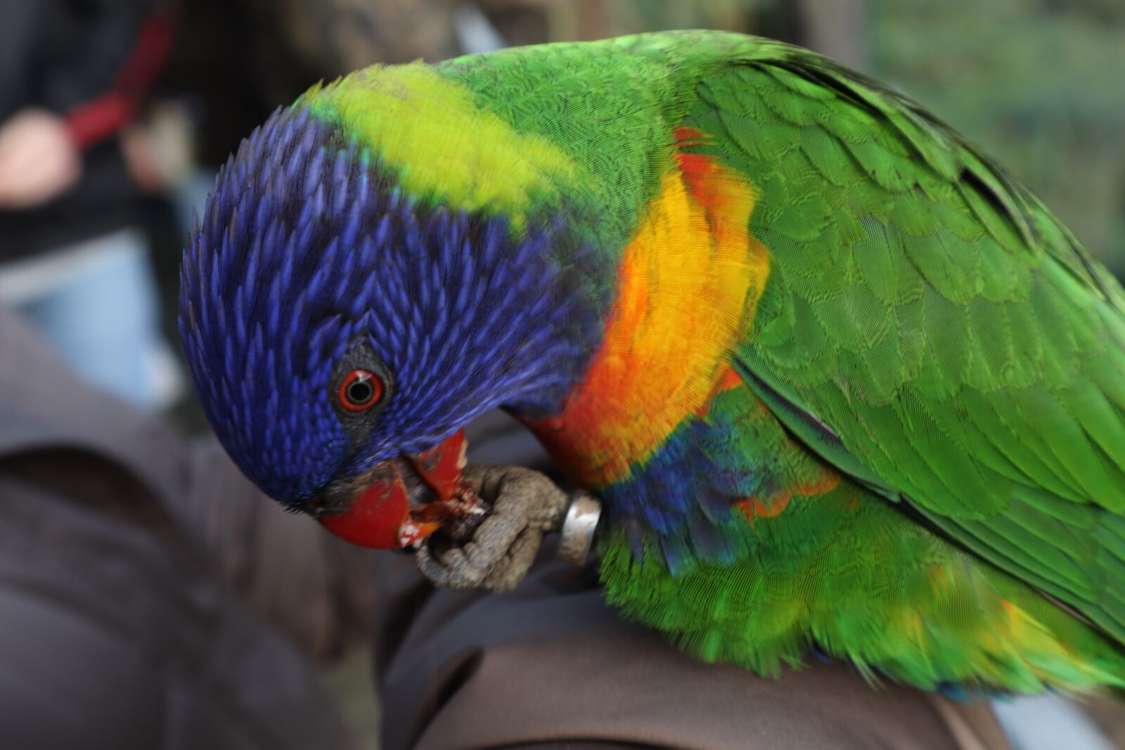 Canon EF-M 15-45mm F3.5-6.3 IS STM sample photo. Loro, cotorra, ave photography