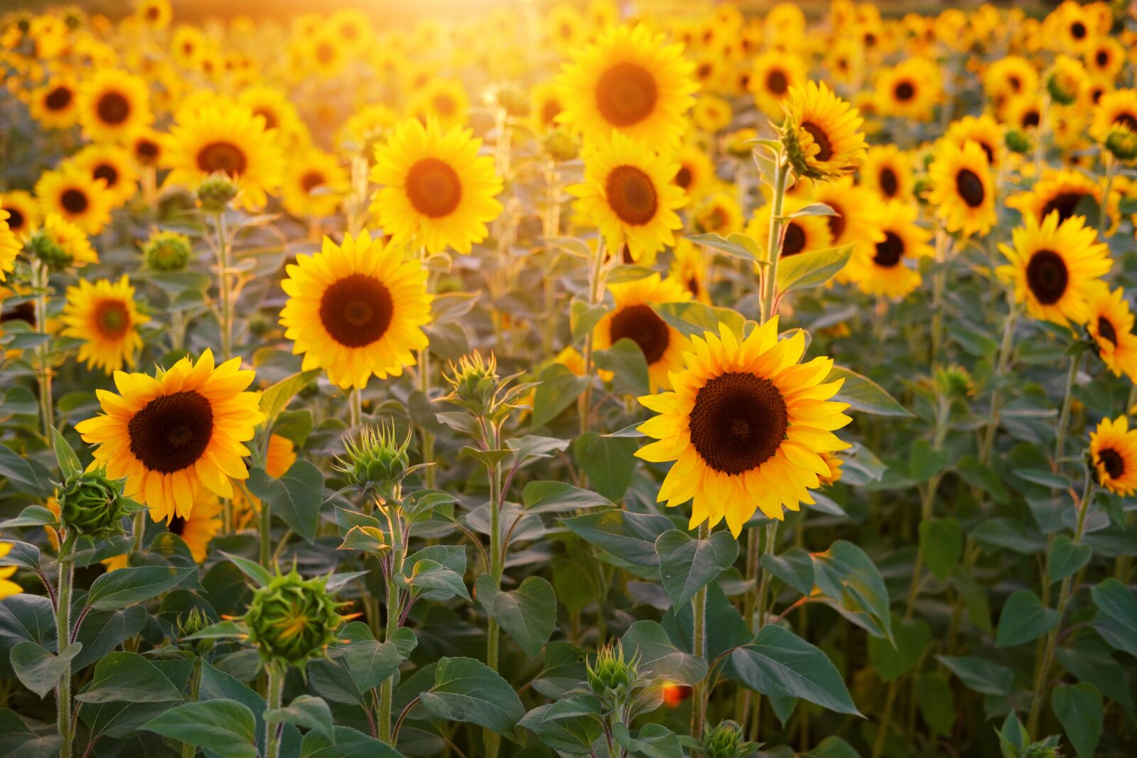 Fujifilm X-T2 sample photo. Sunflower, sunflower field, flowers photography
