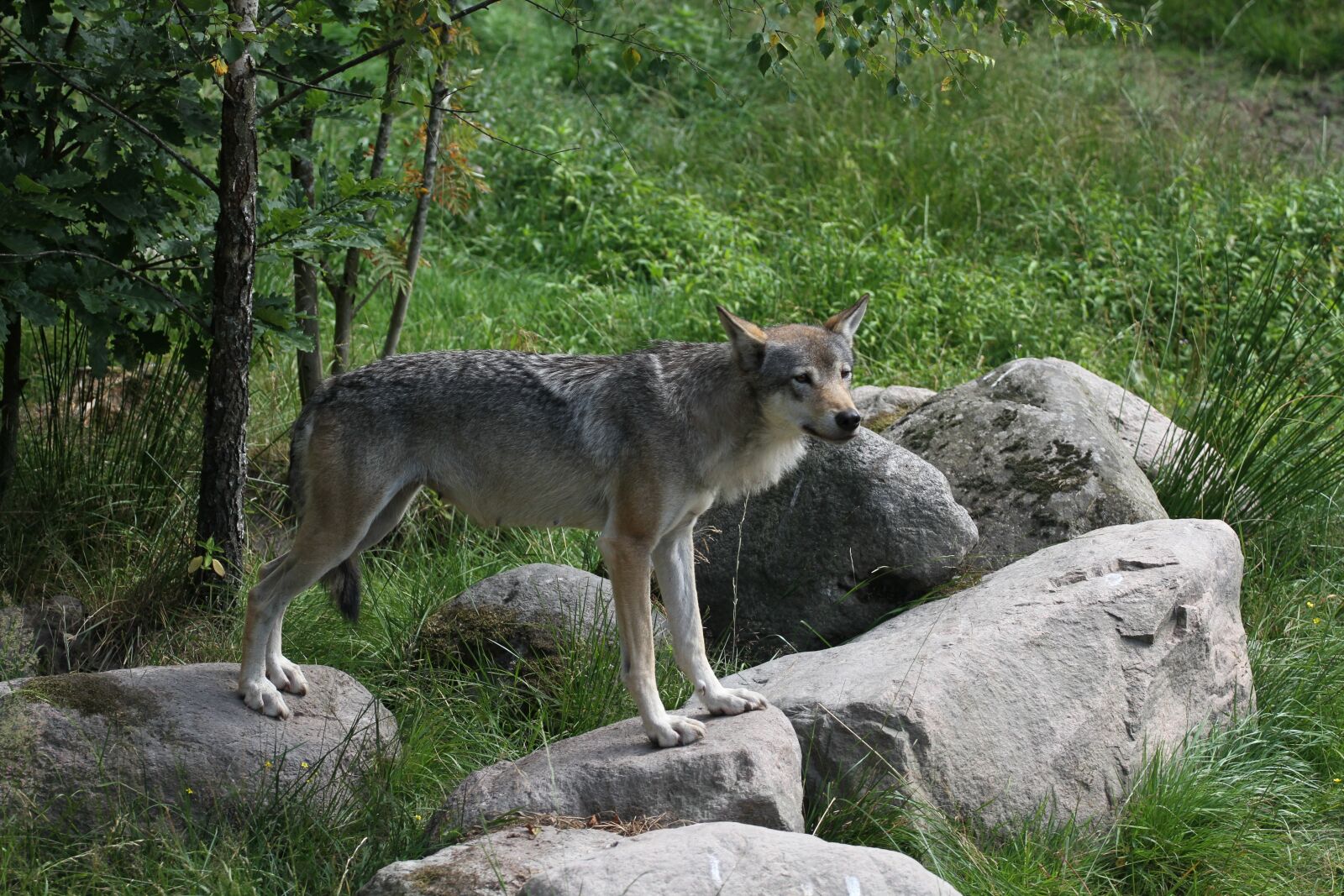 Canon EOS 7D sample photo. Wolf, forest, animal photography